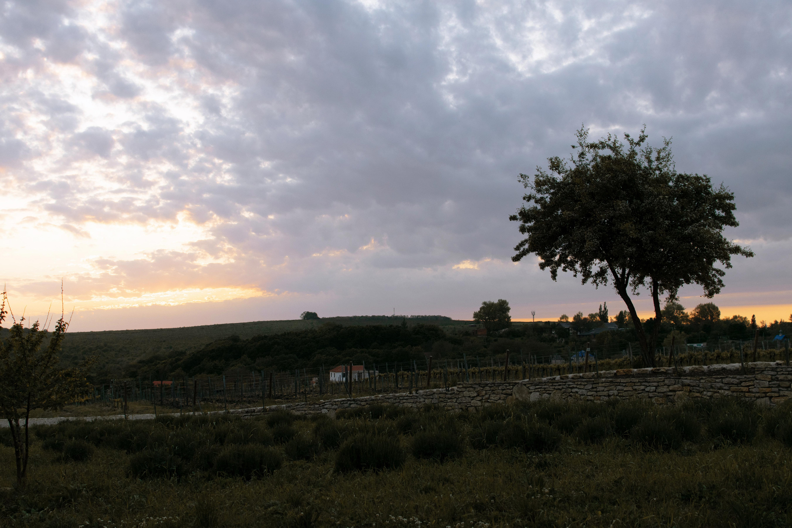 Свадьба в винограднике. Свадебный фотограф в Краснодаре и Санкт-Петербурге Евгения Алексеева