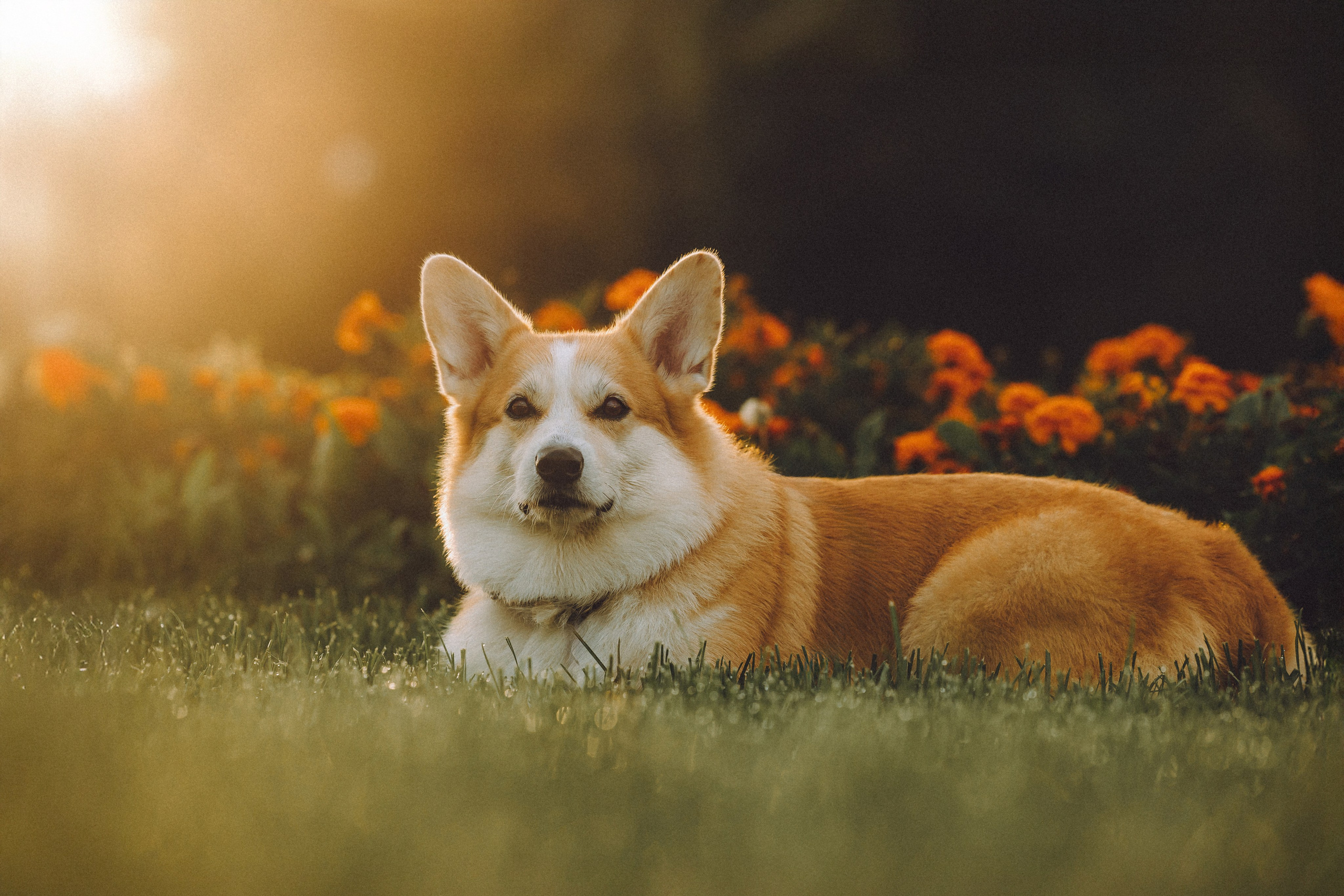 Пуговка и ее семья