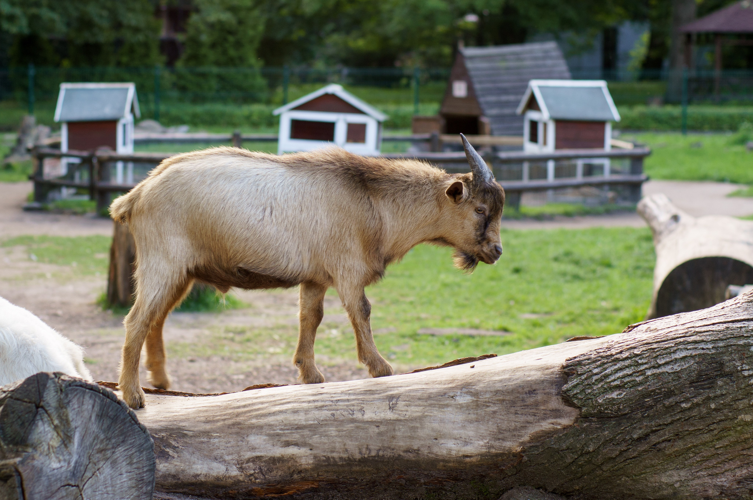 Калининград. Фотограф Шибков Константин