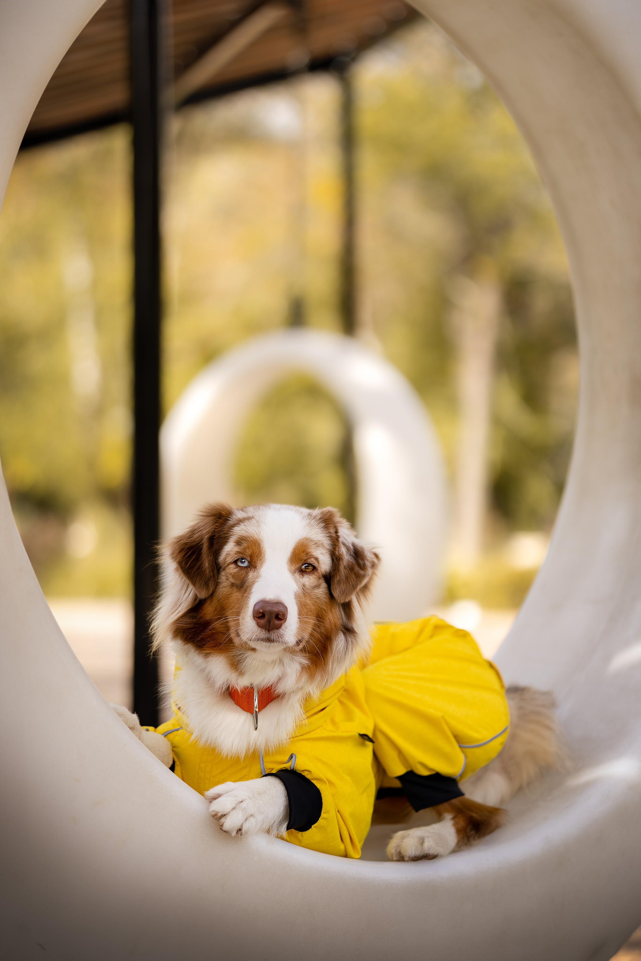 Полли, Австралийская Овчарка. Ирина Голомб|Фотограф-анималист в  Сочи и Калининграде