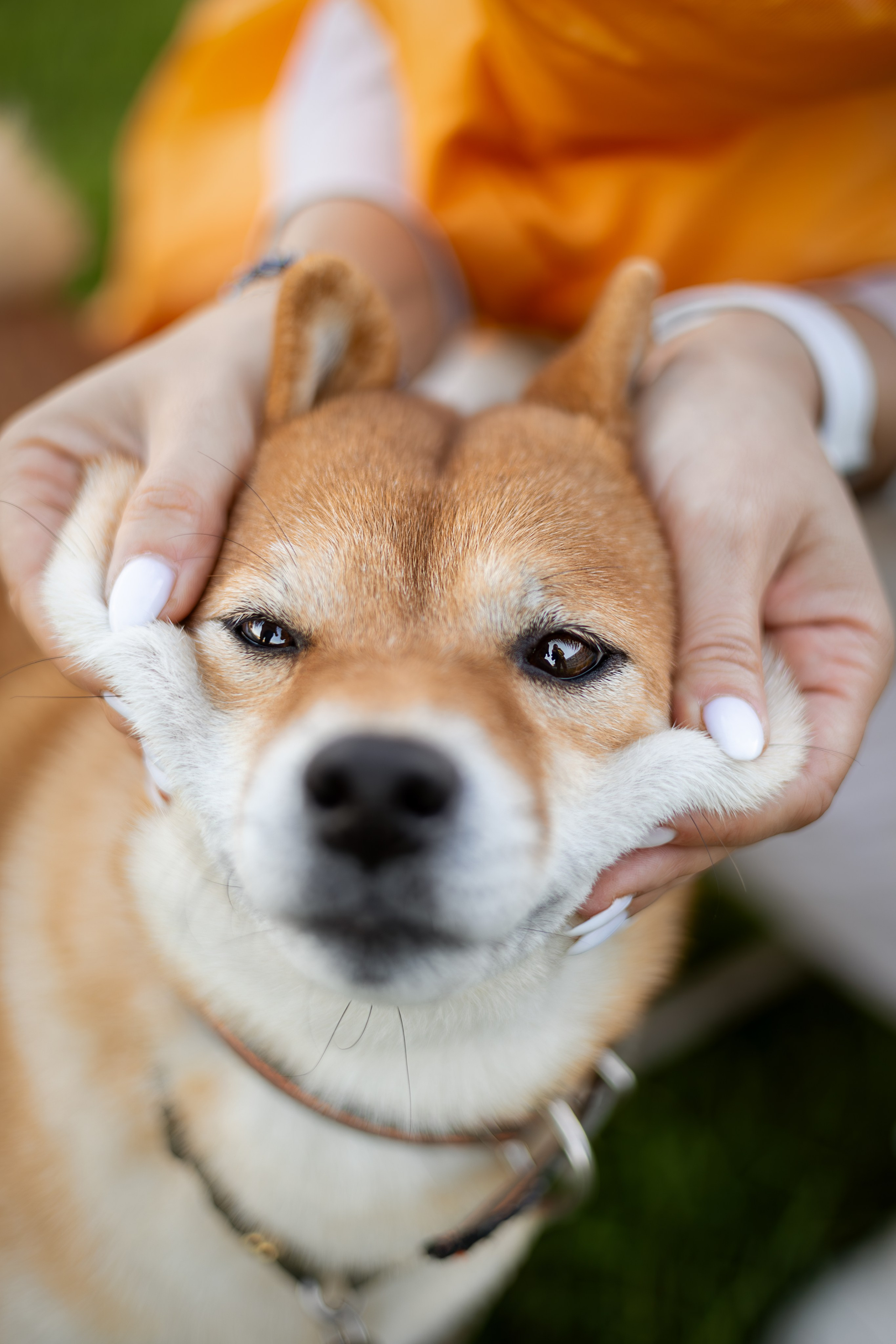 Иви, Сиба-Ину. Ирина Голомб|Фотограф-анималист в  Сочи и Калининграде