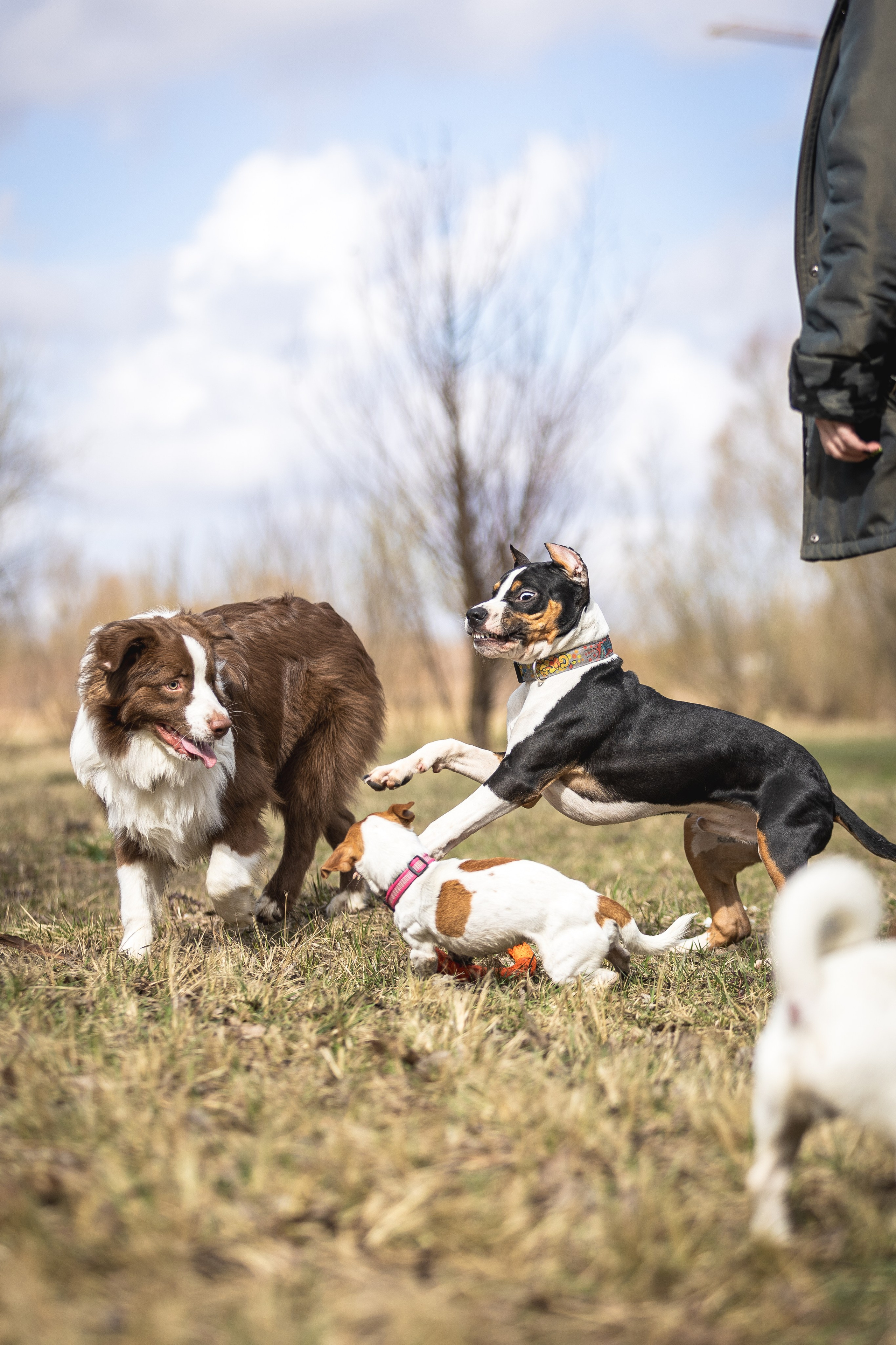 Догтуса 24.03.2024. Ирина Голомб|Фотограф-анималист в  Сочи и Калининграде