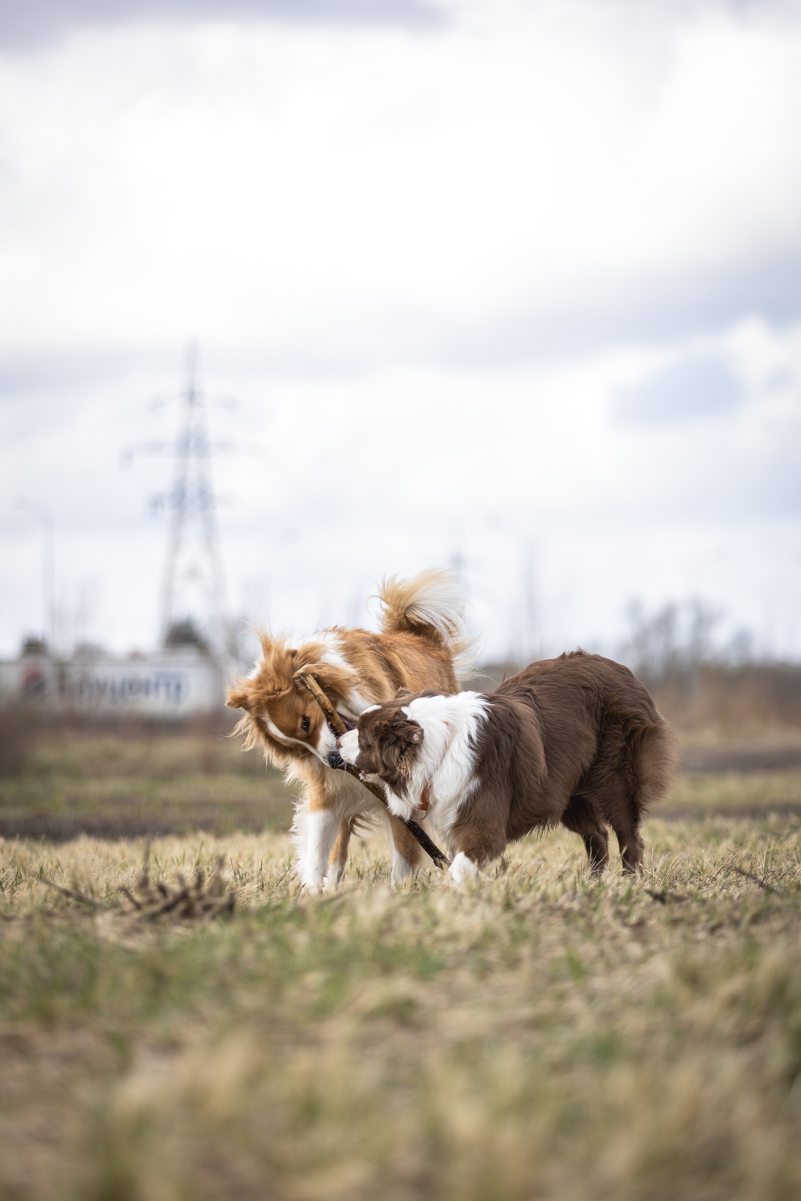Догтуса 24.03.2024. Ирина Голомб|Фотограф-анималист в  Сочи и Калининграде