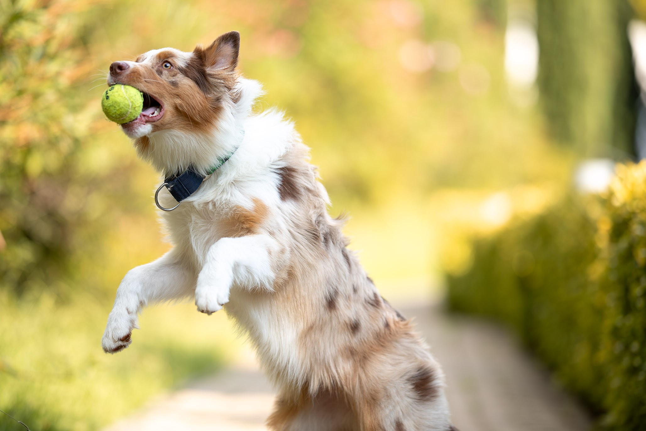 Шерри, Австралийская Овчарка. Ирина Голомб|Фотограф-анималист в  Сочи и Калининграде