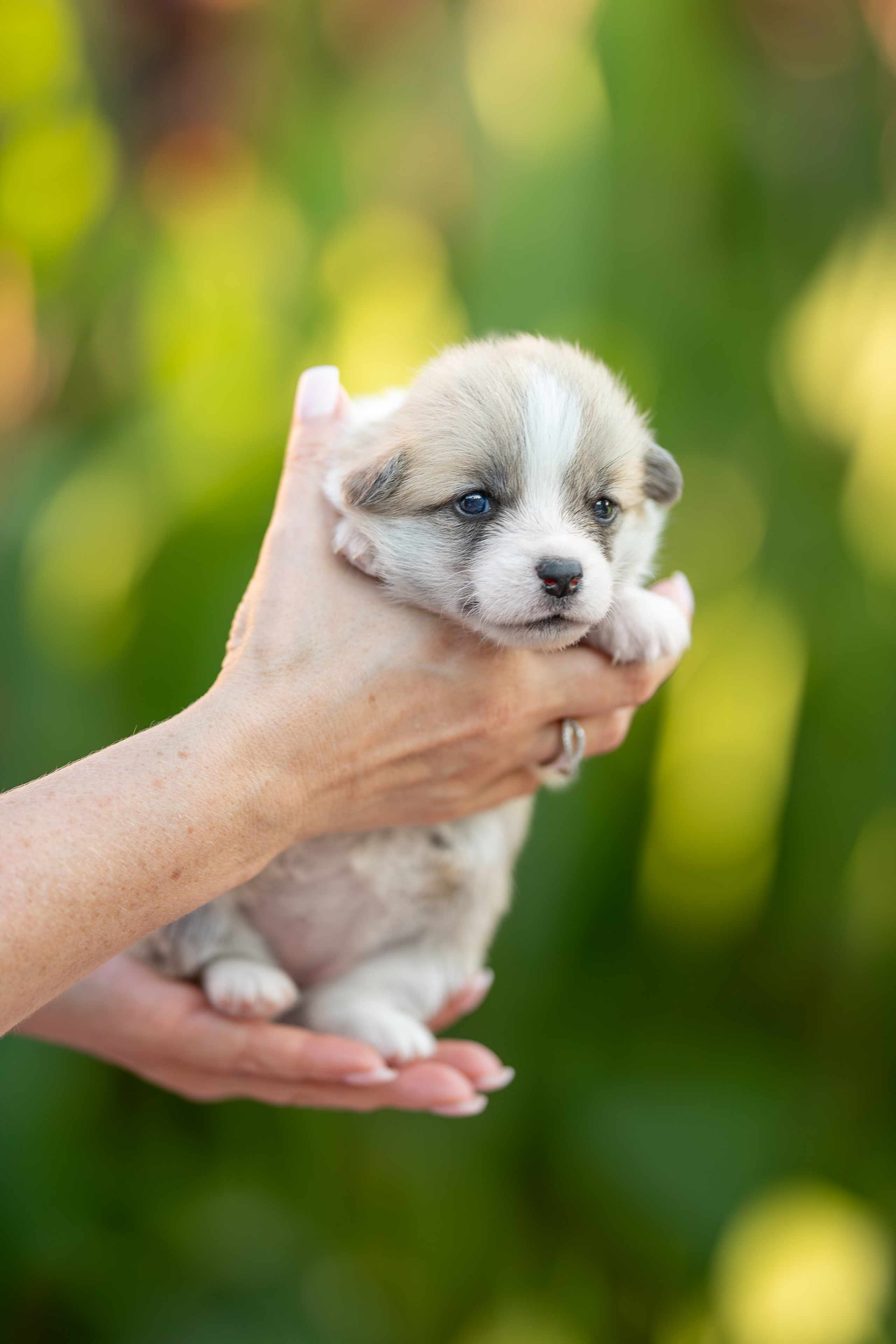 Малыши коржики. Ирина Голомб|Фотограф-анималист в  Сочи и Калининграде