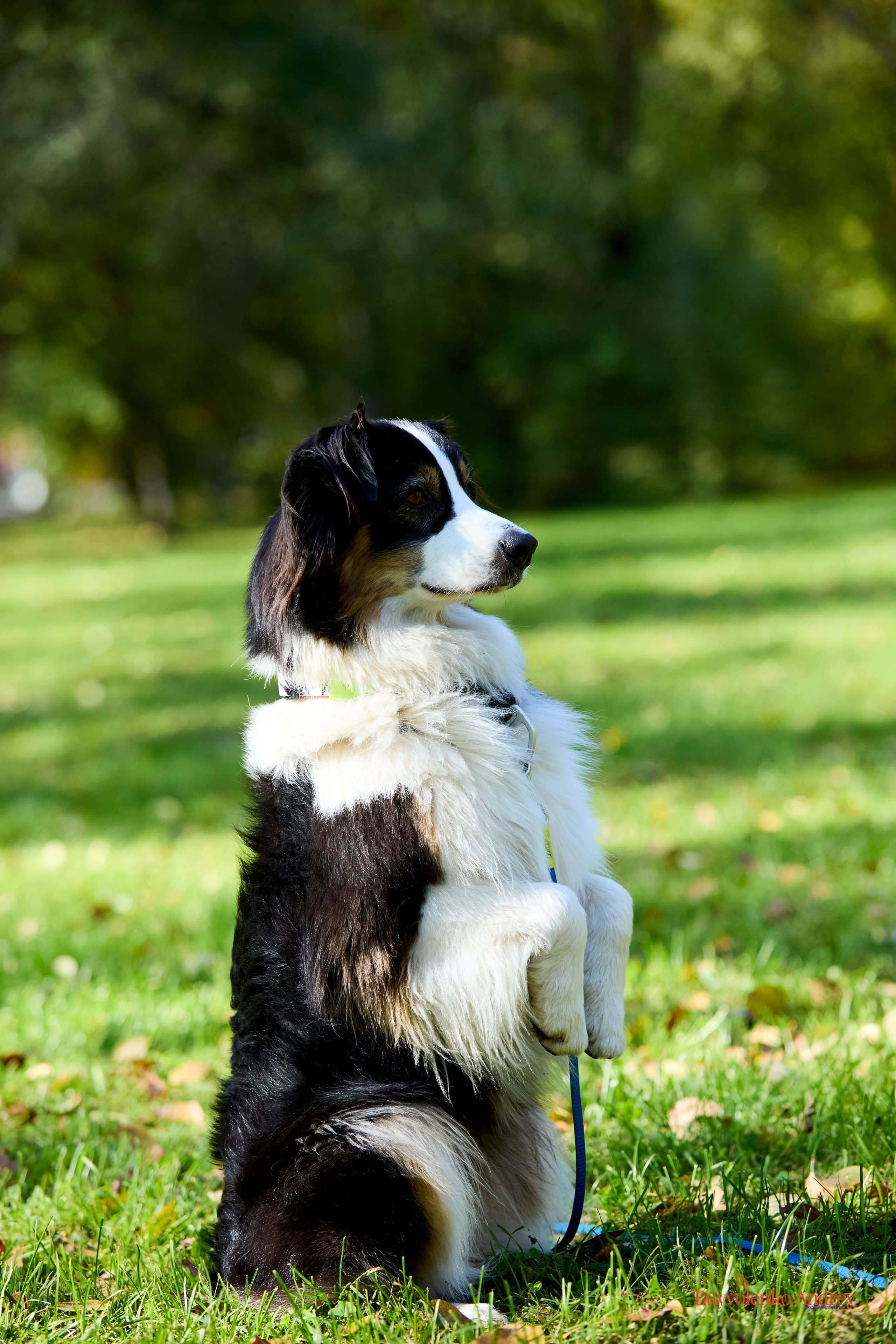 Басенджи и Аусси 21.09.2025. Buyvolenko Andrey