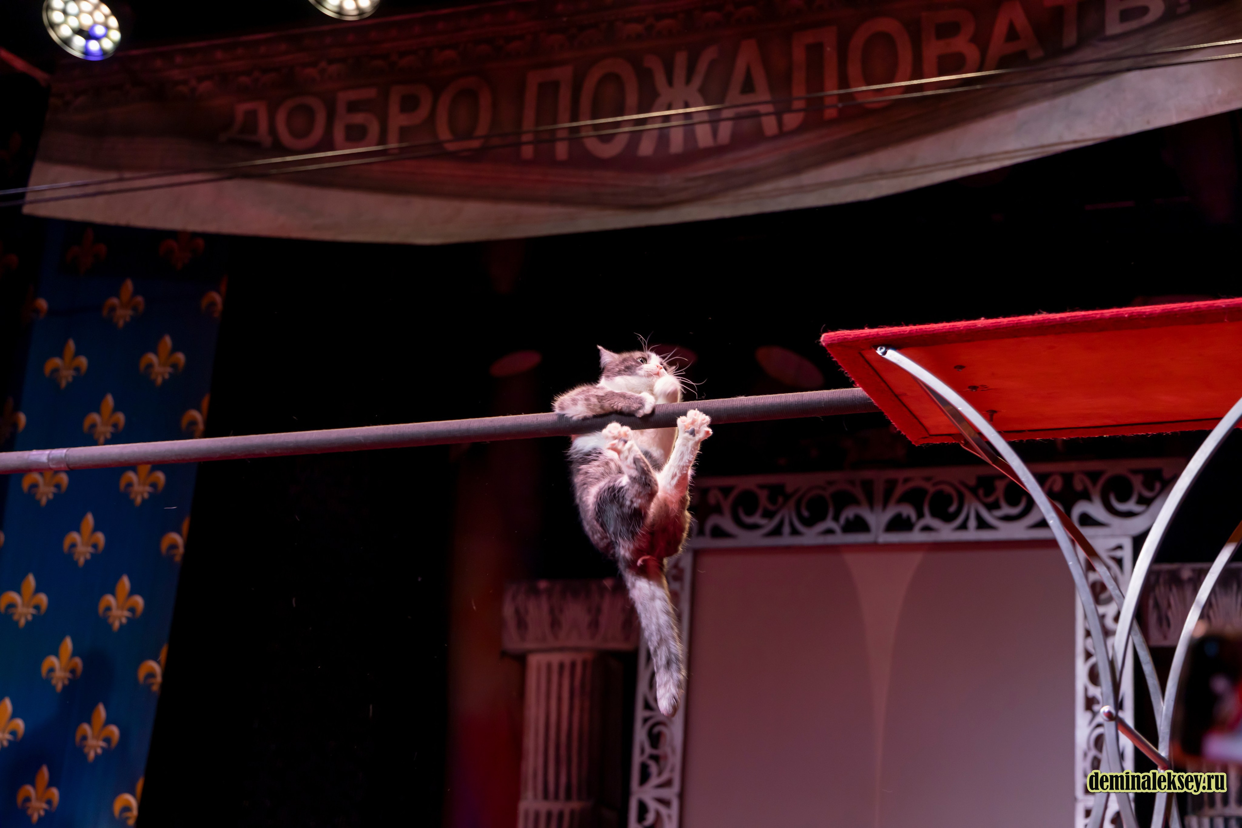 Театр кошек Куклачева 26 февраля 2025. Репортажный, семейный и студийный фотограф в Москве Демин Алексей