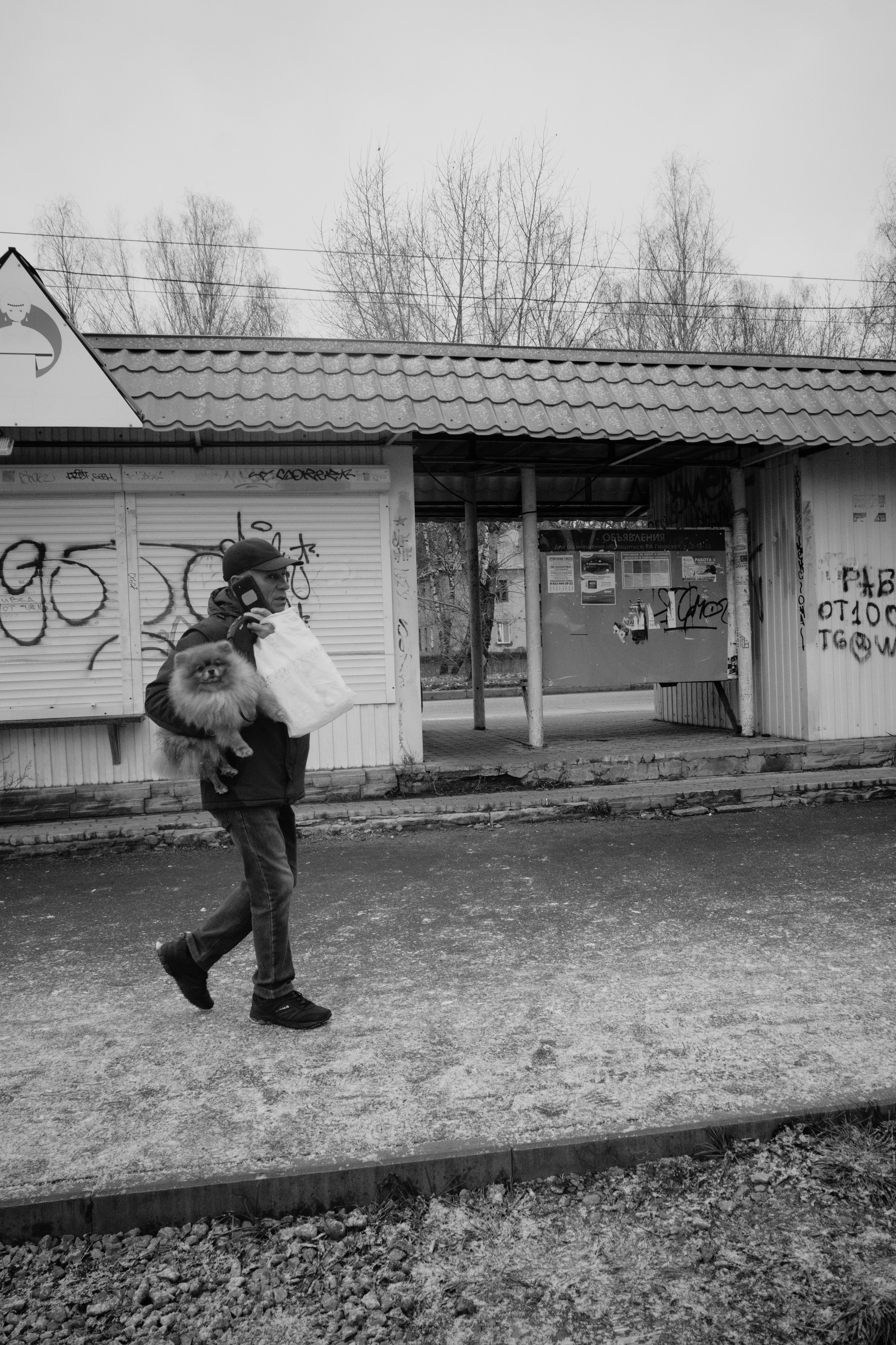 Собаки. Фотограф Александр Тихонов