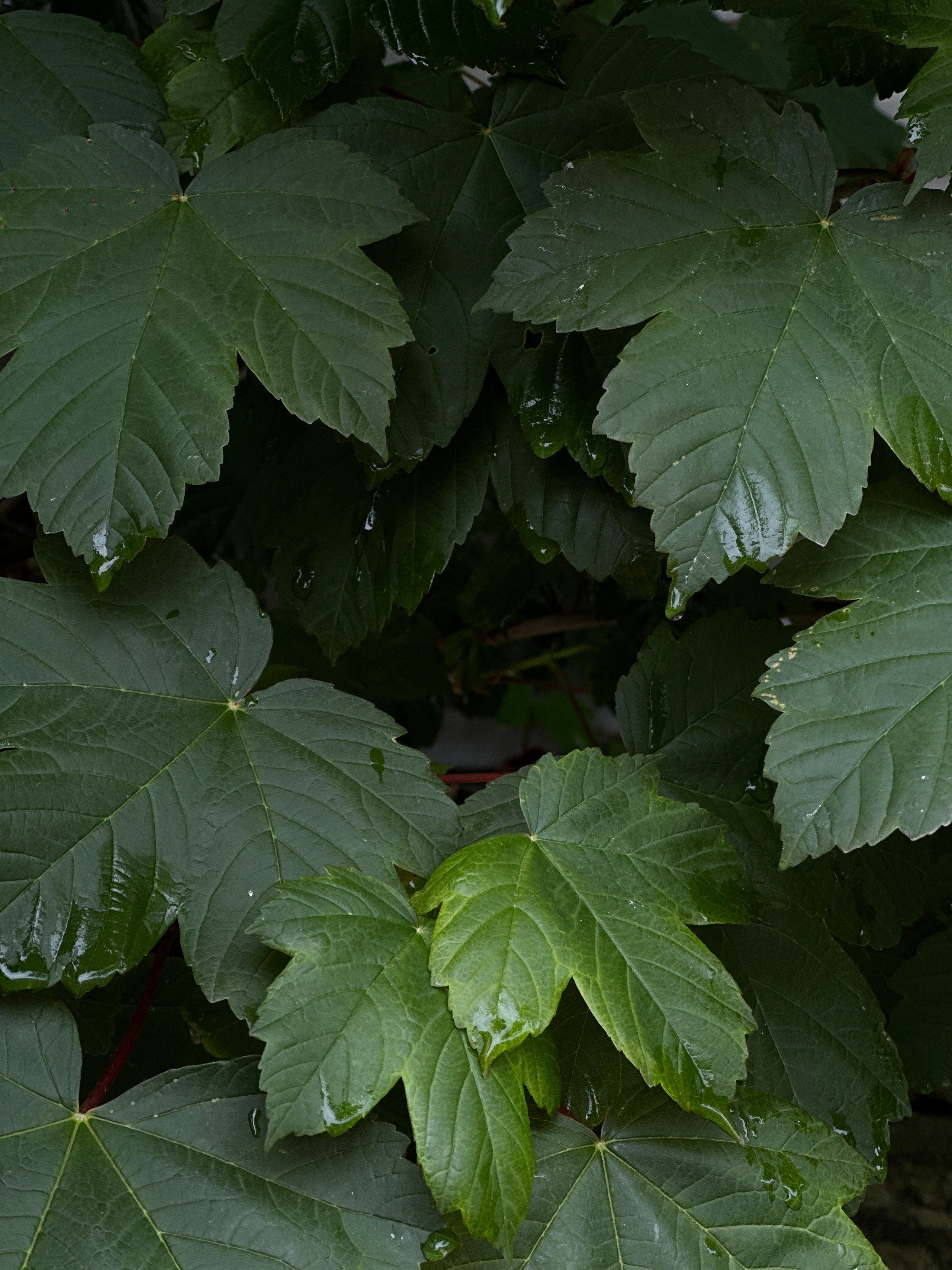 Макро любовь. Смотри, красота!