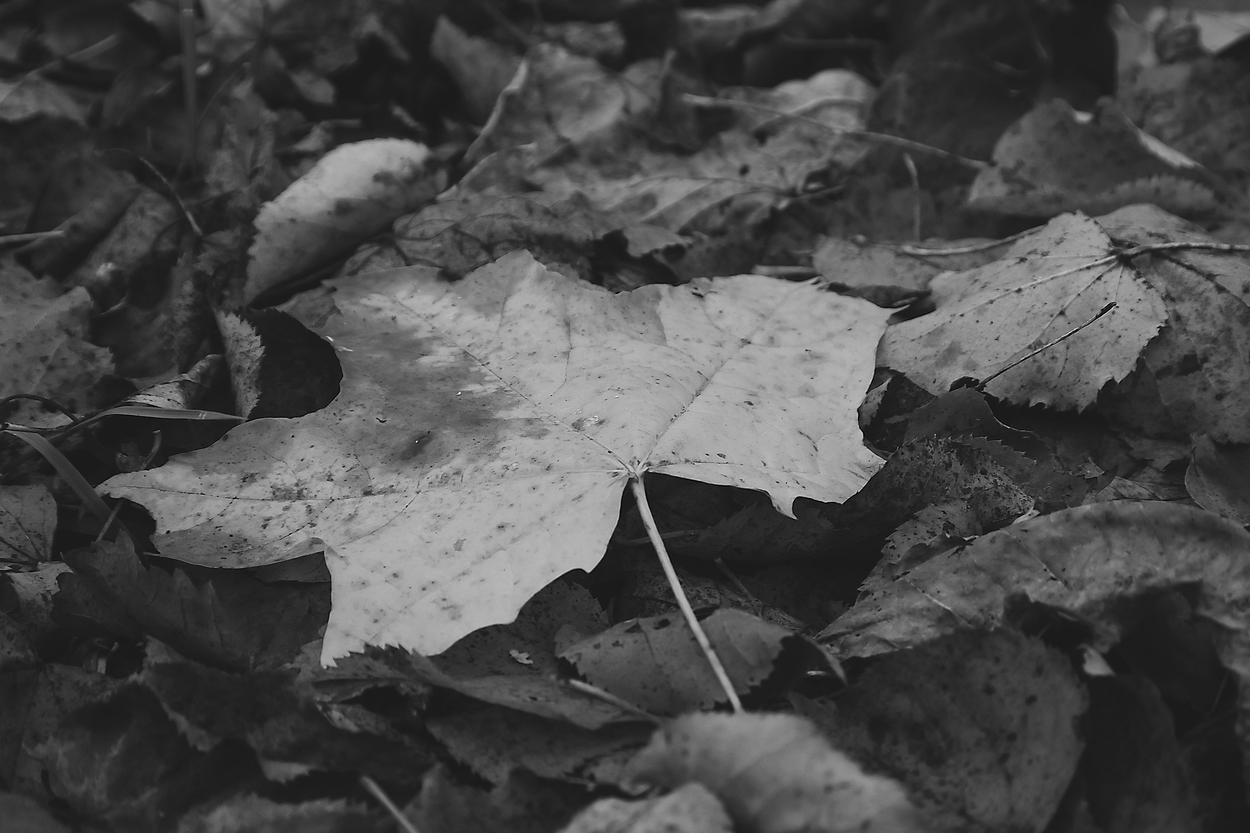 Свет и Цвет. Аmat Victoria Сuram