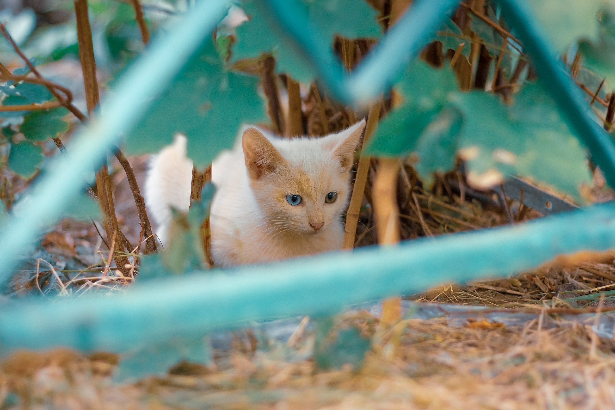 Свет проникает в сердце. Аmat Victoria Сuram