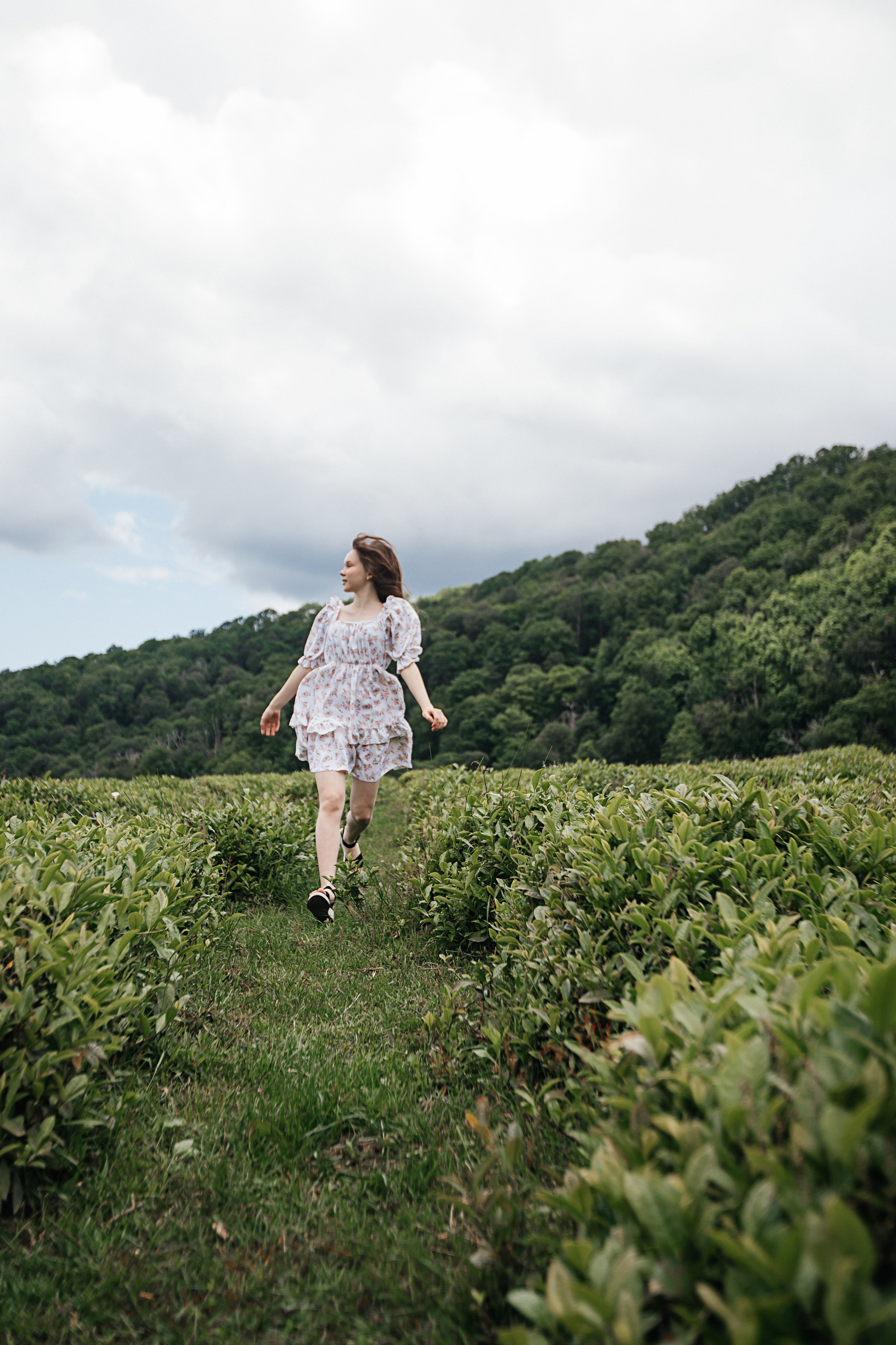 Tea plantation. Efimova Model Agency