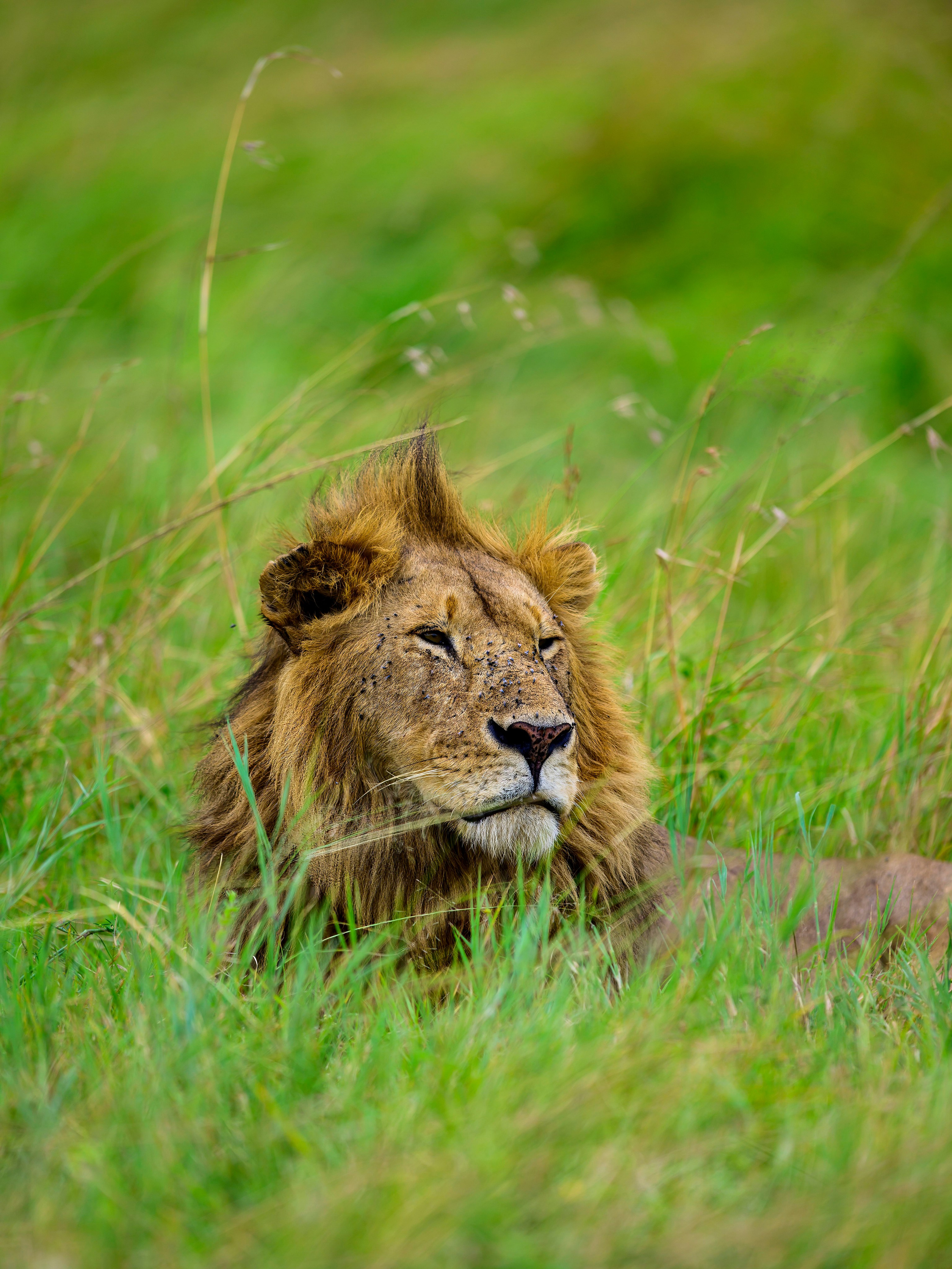 Кения. Wildlife photography by Sergey Puponin