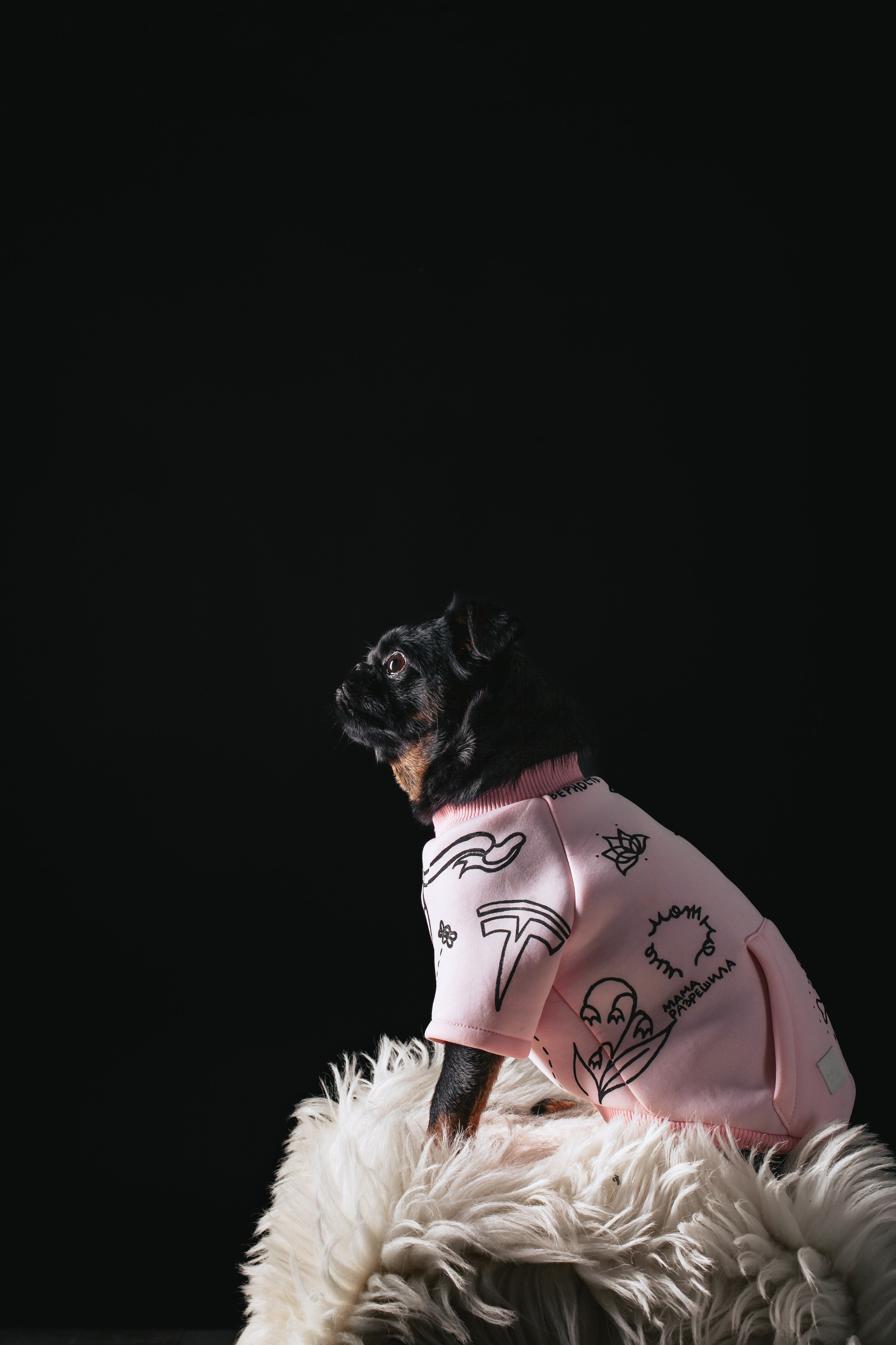 Студийная фотосессия с цветным светом. Фотограф-анималист Татьяна Степанова