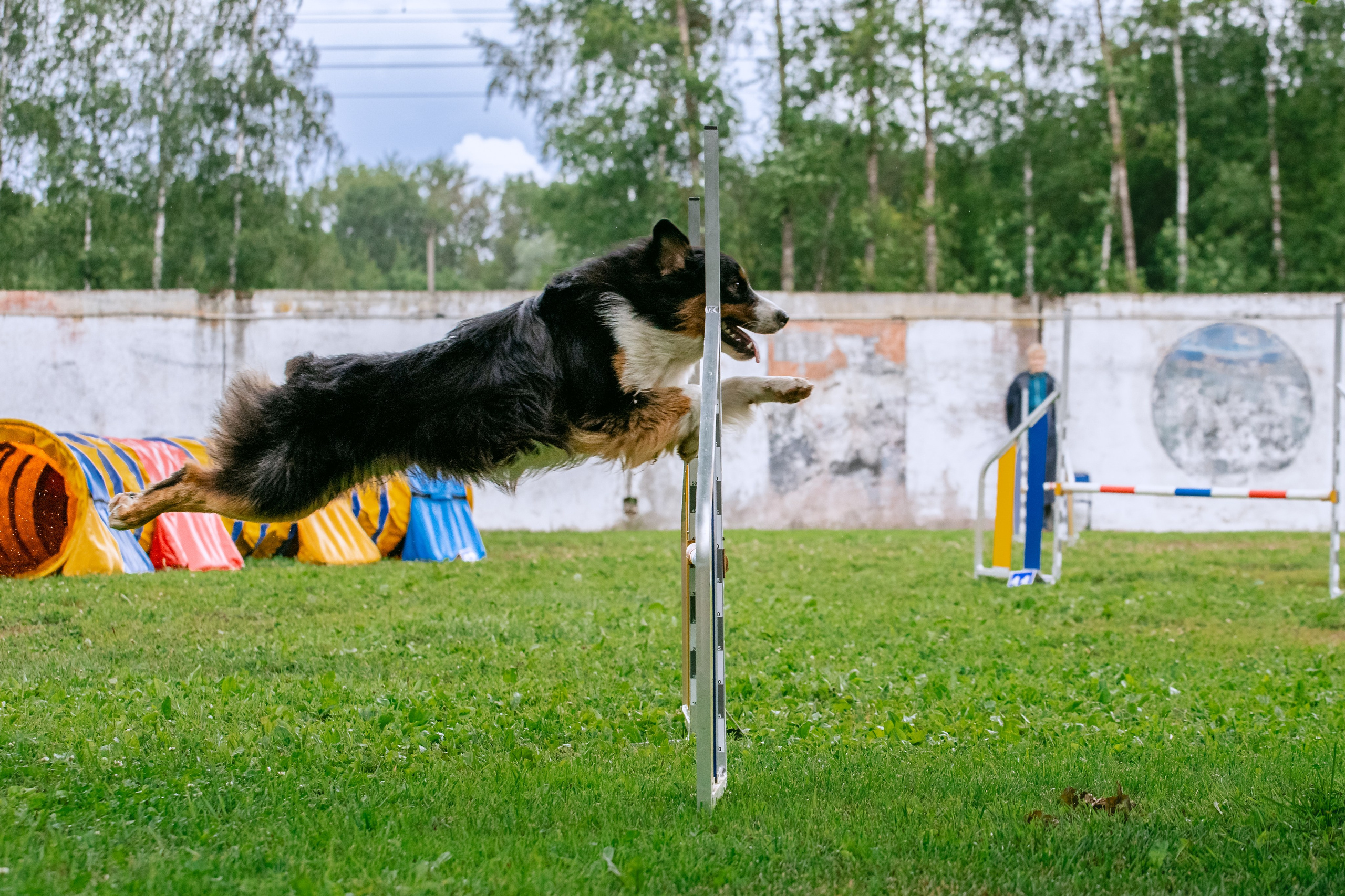Соревнования по аджилити Долгопрудный 30.06.2025. Фотограф-анималист Татьяна Степанова