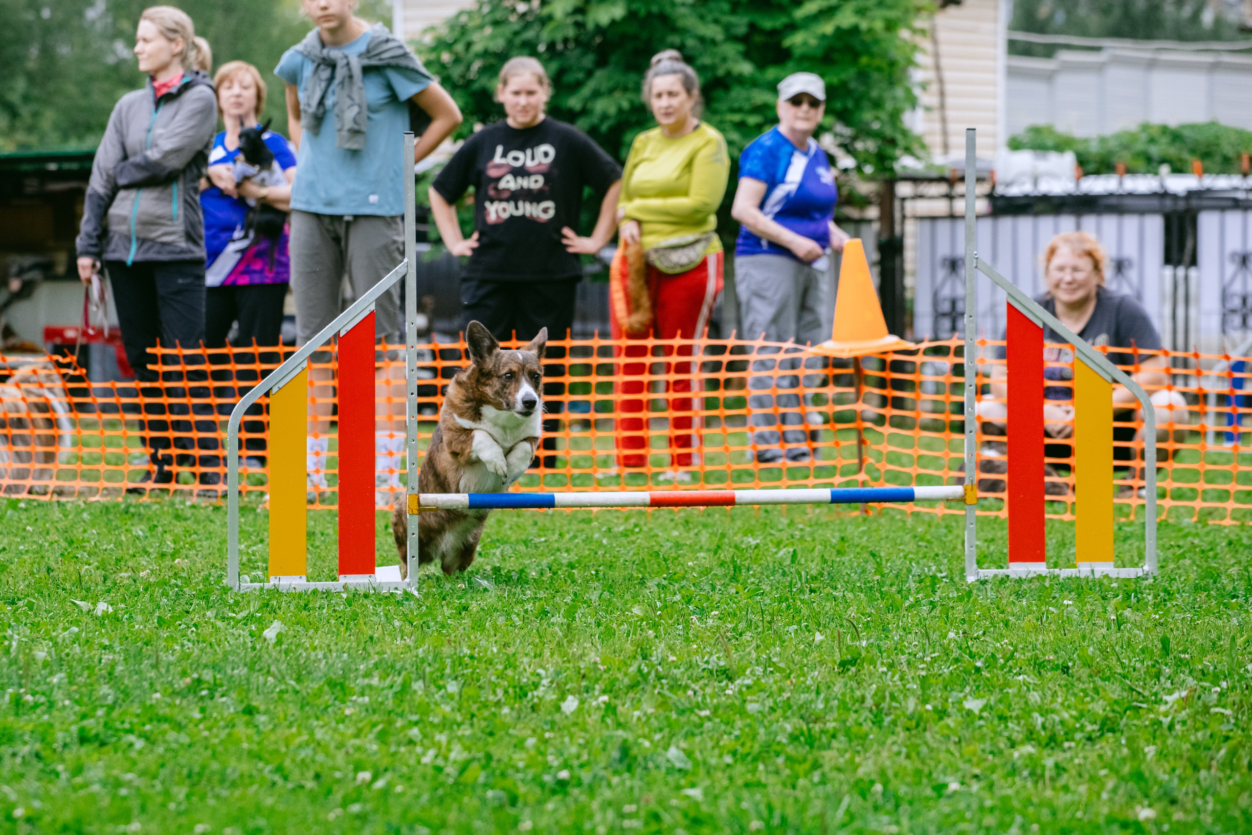 Соревнования по аджилити Долгопрудный 30.06.2025. Фотограф-анималист Татьяна Степанова