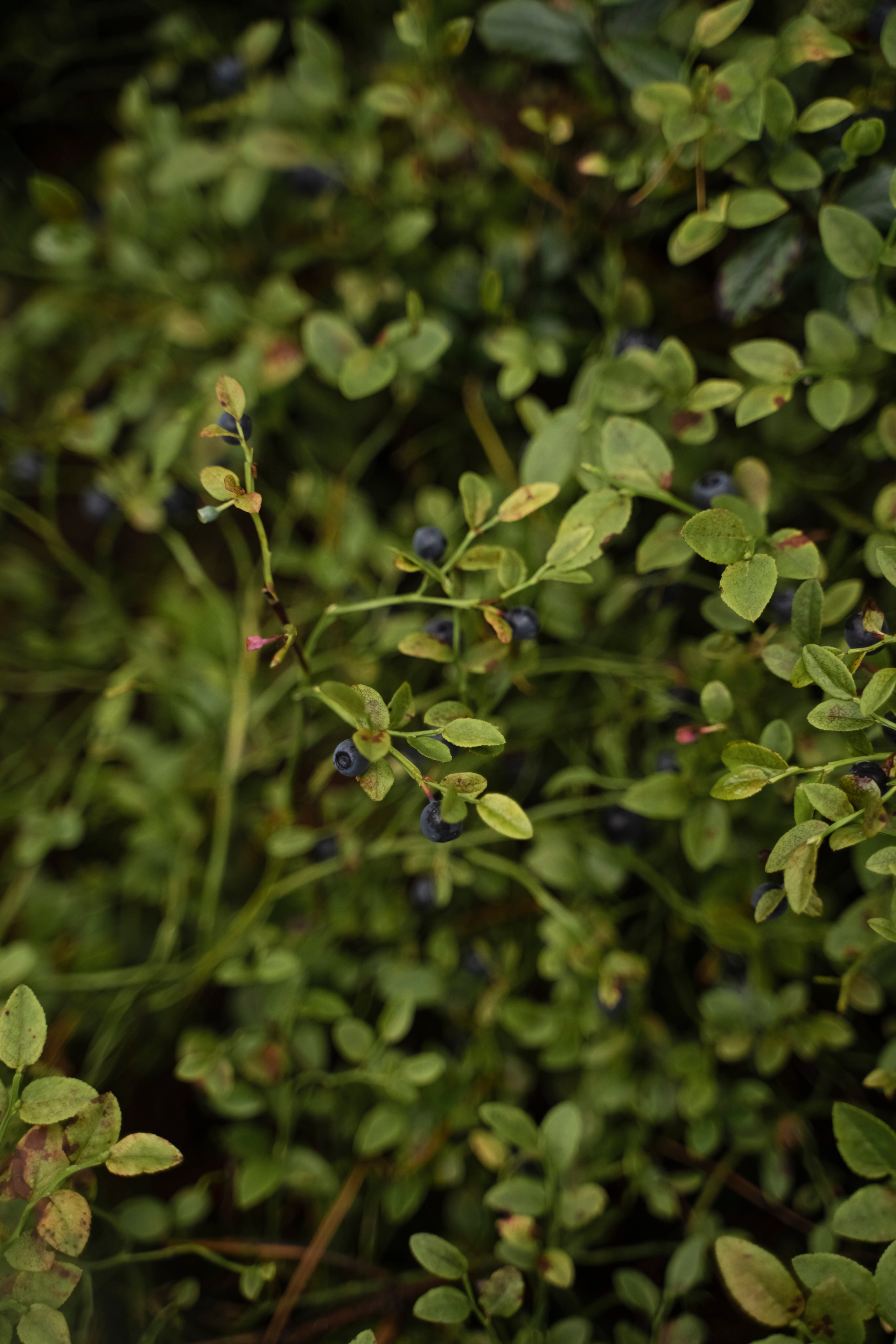 ЮЛИЯ И ВИКТОР. Семейный и детский фотограф в Москве