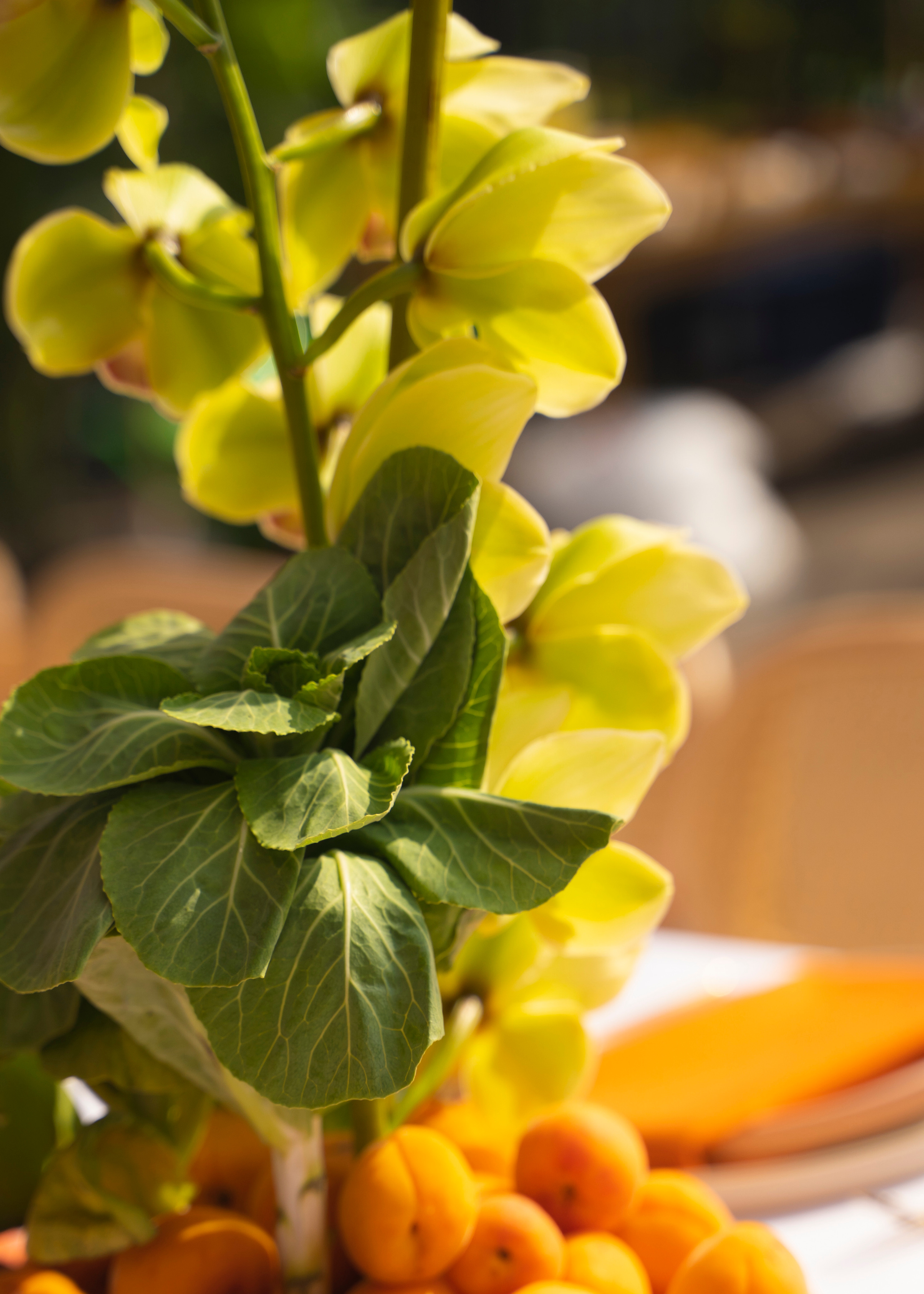 ТРОПИКАНА ЖЕНЩИНА. Семейный и детский фотограф в Москве