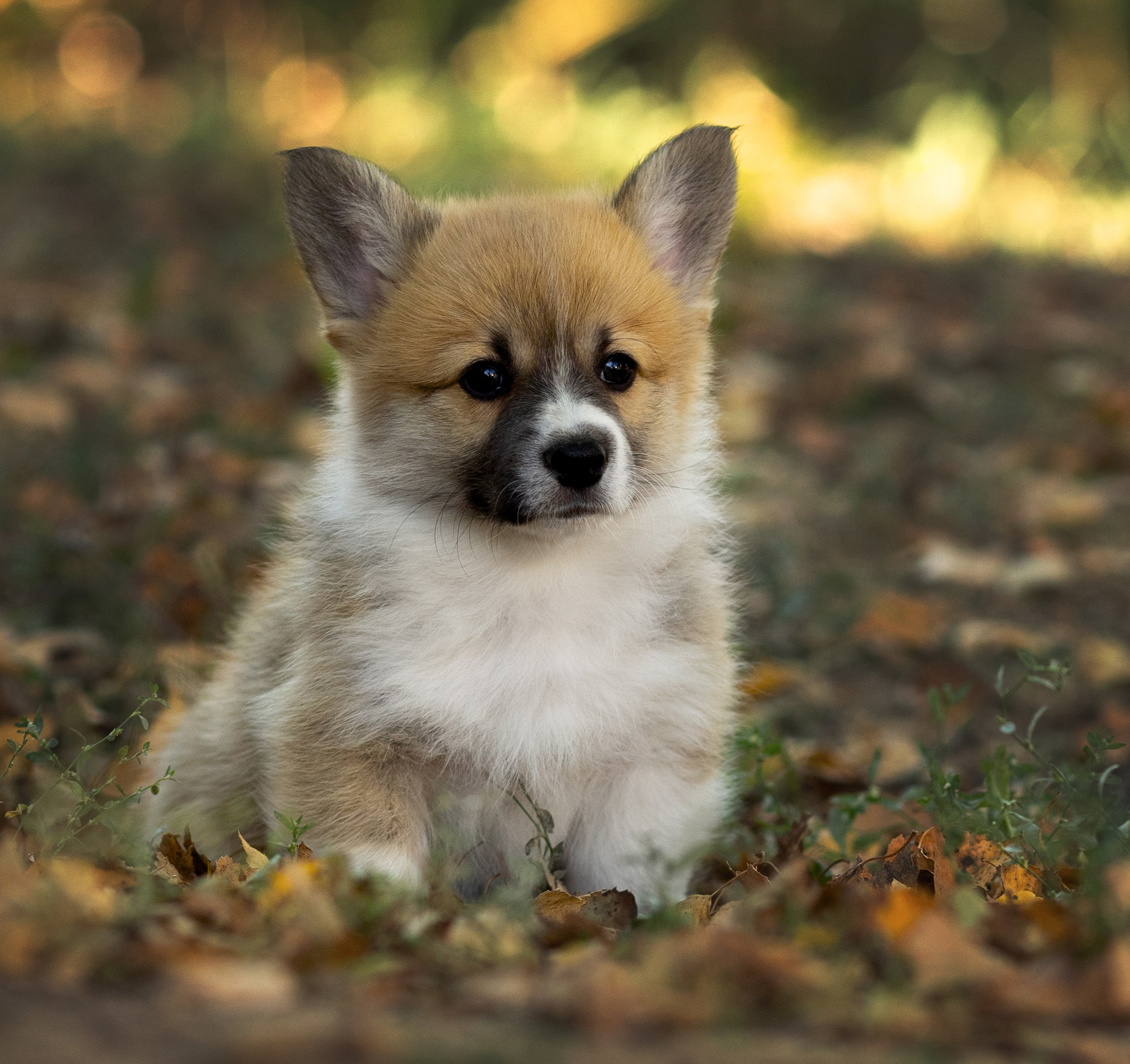Портфолио: Фотосъёмка щенков в Москве и области — трогательные моменты. Фотограф-анималист и бренд-фотограф в Москве | Фотография собак, людей, бизнес-портрет