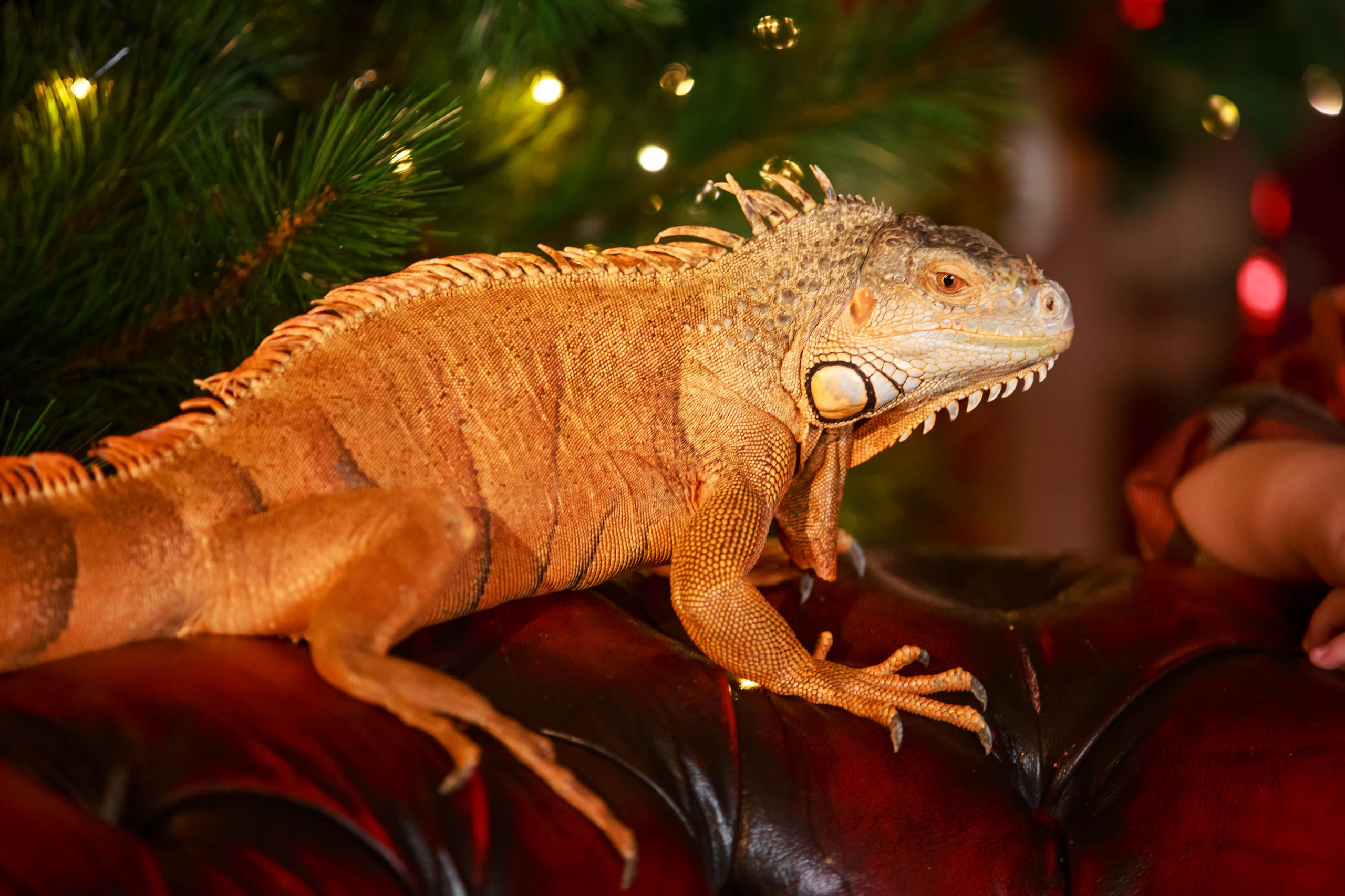 Фотосессия с игуаной символ года Дракона. Семейный и детский фотограф в Москве Мария Быкова