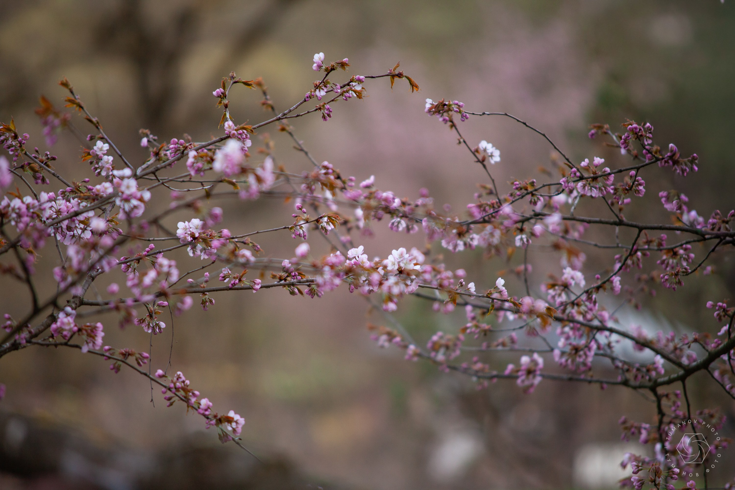 Первые дни ханами в Японском саду, который находится в Ботаническом саду им. Н. В. Цицина. Туманов Виталий — фотограф Москва
