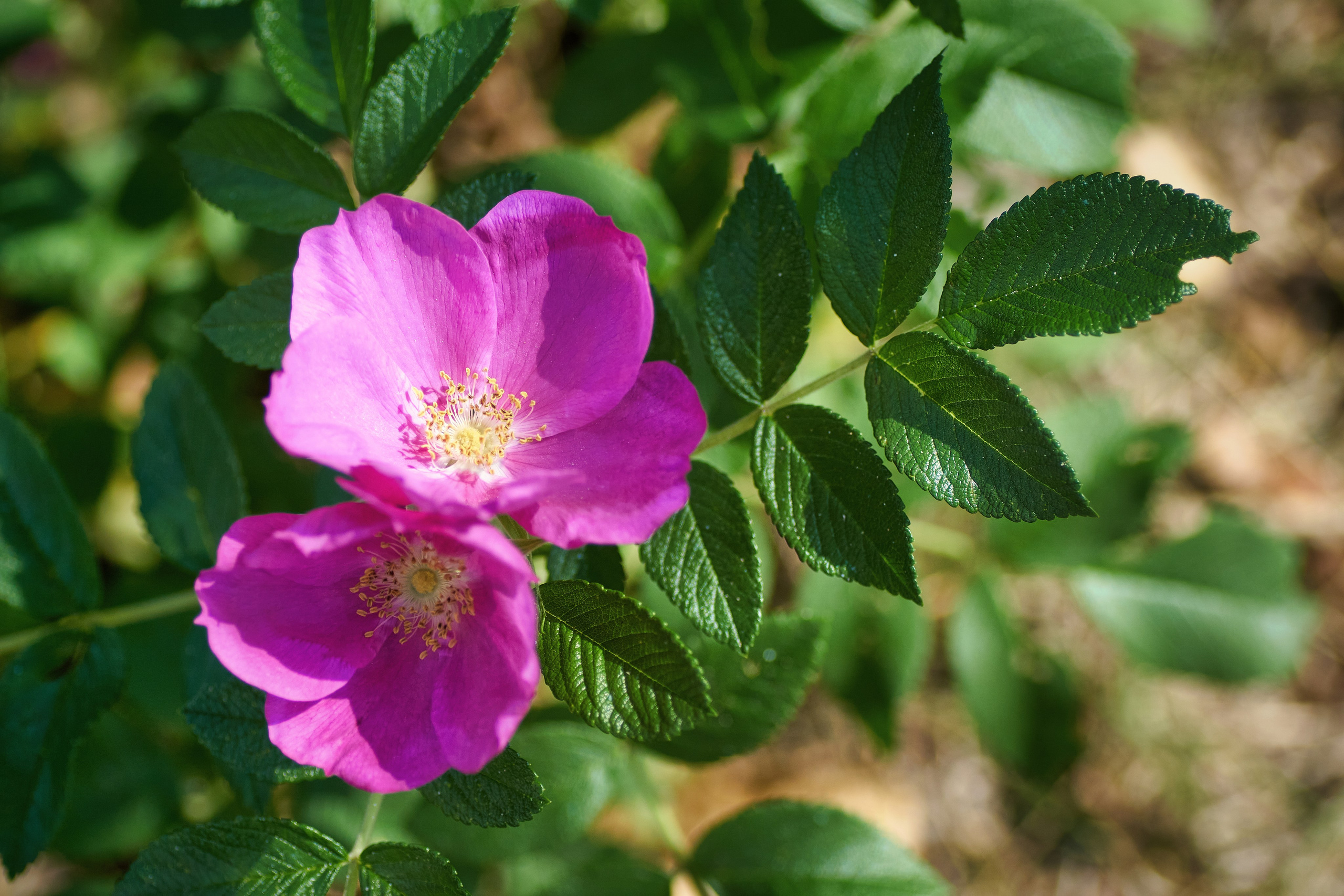 Наша мать — природа. Фотограф Владимир Артамонов