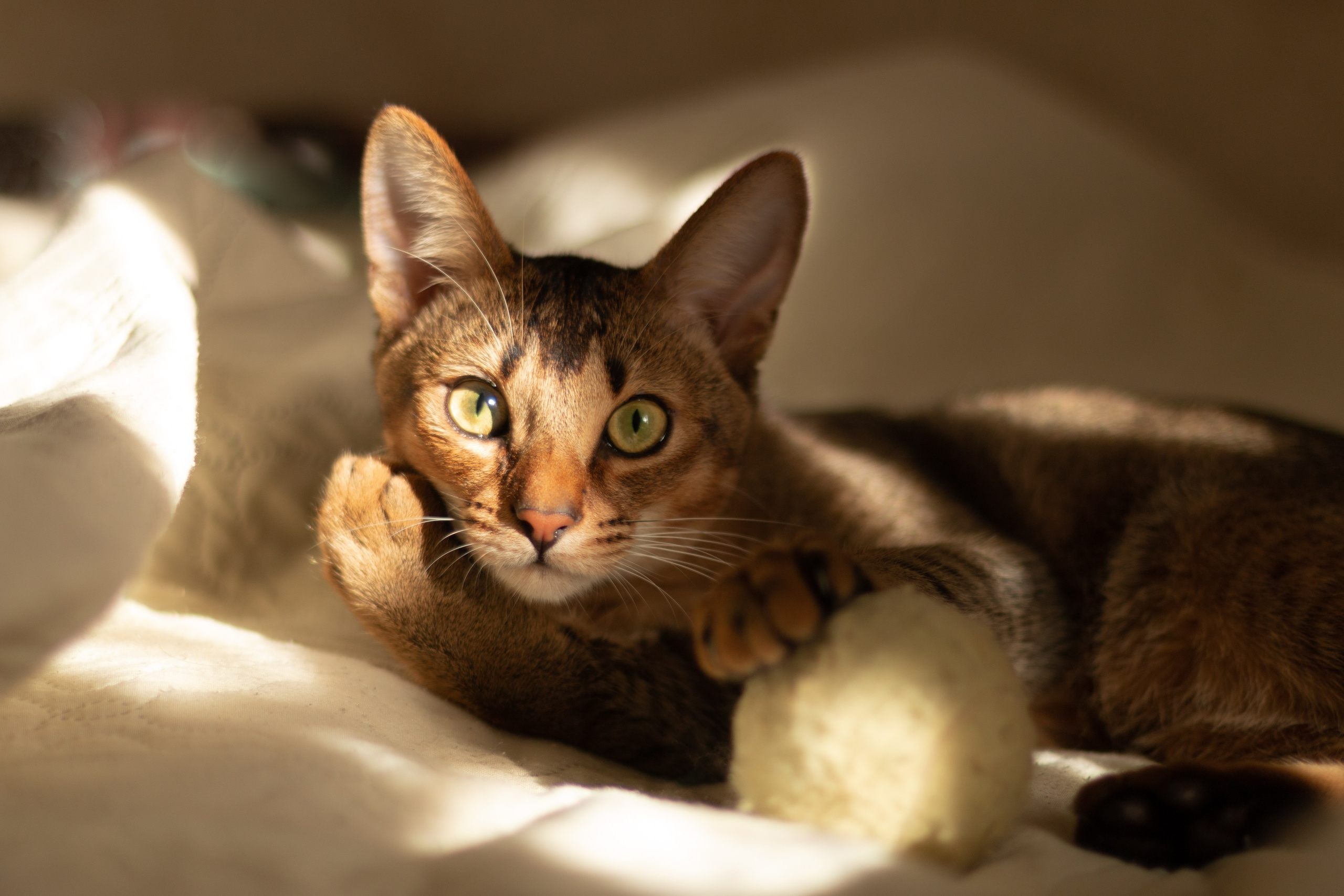 Мой котик. Фотограф в Сочи