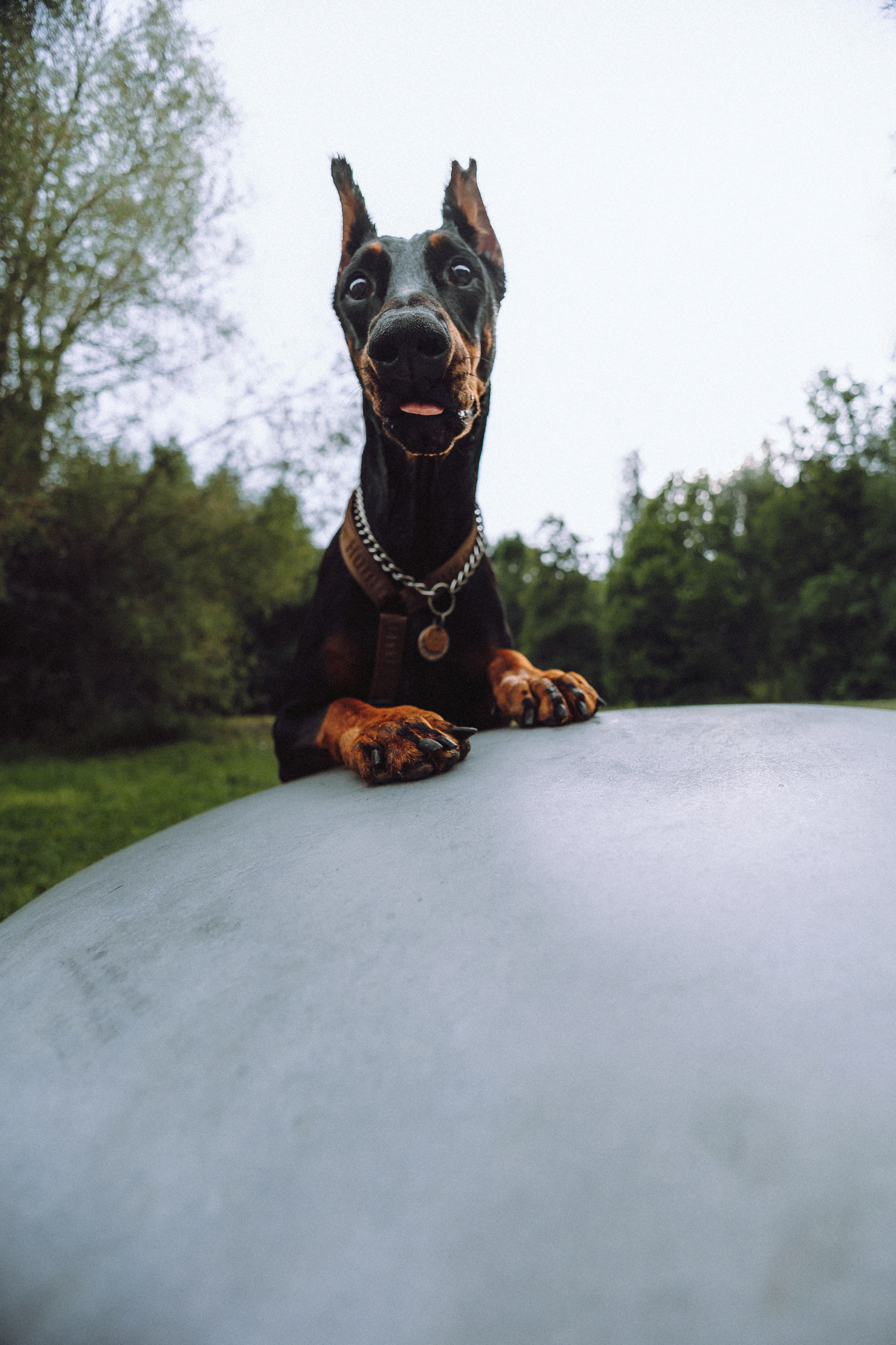 Паша, Хайди и Тея