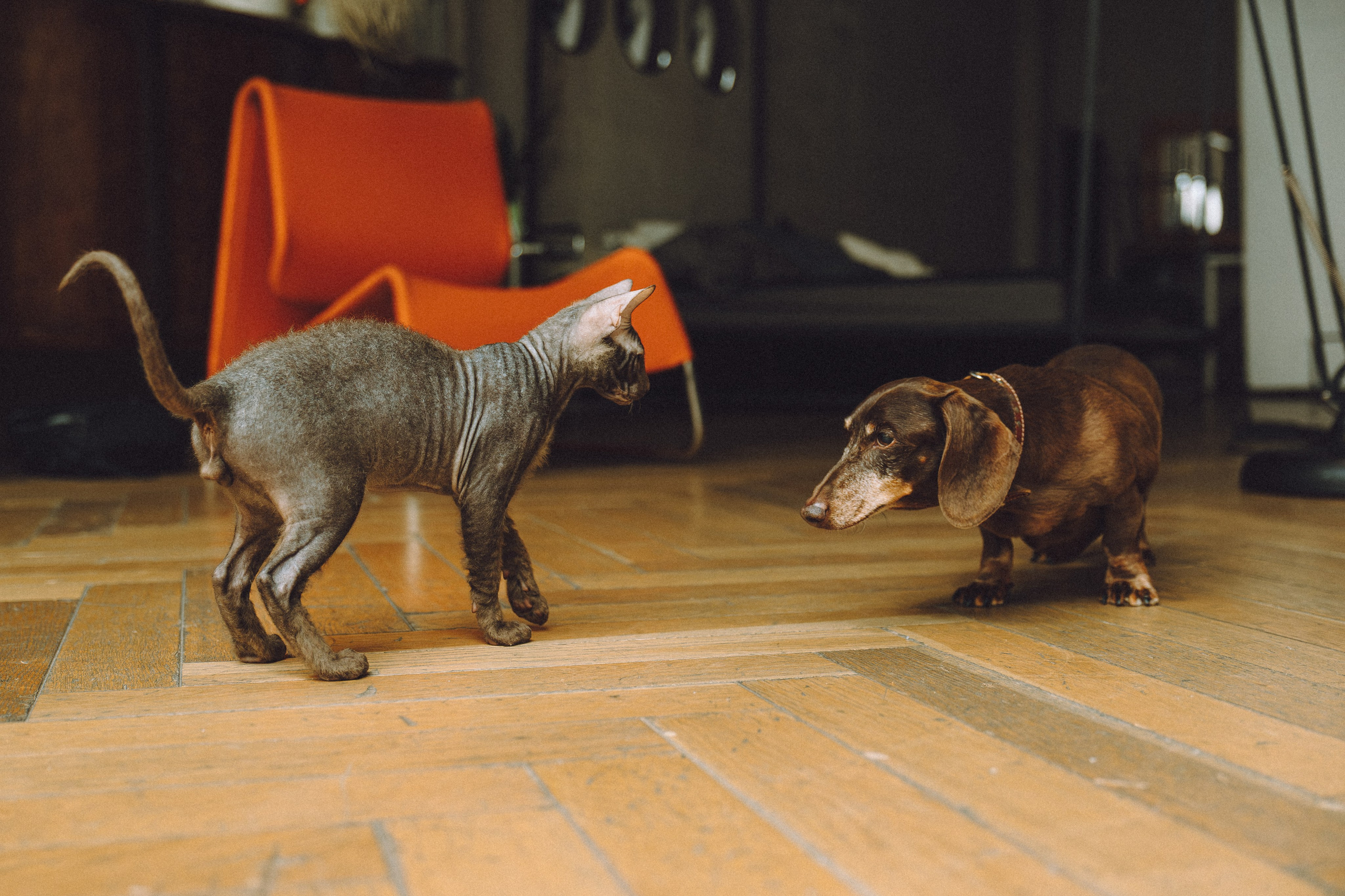 Кокос, Света, Динара и Вилли