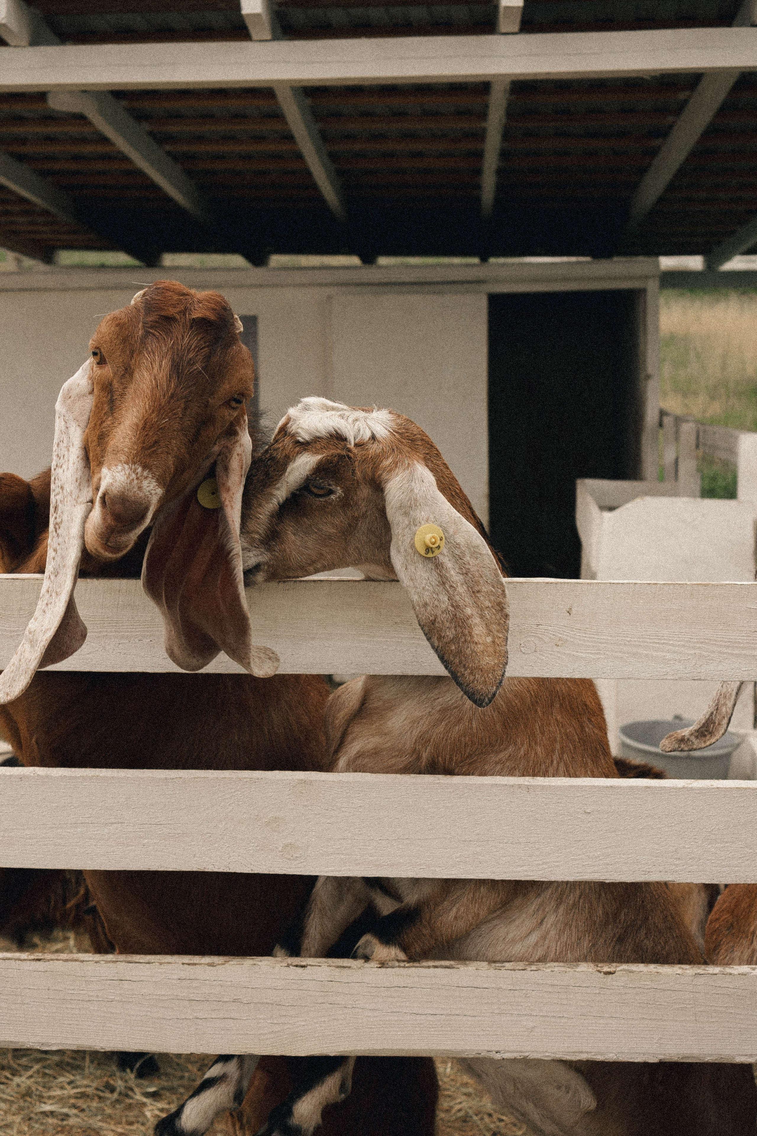 Ферма Альпак. Профессиональный фотограф, Санкт-Петербург — Виктория Богомолова