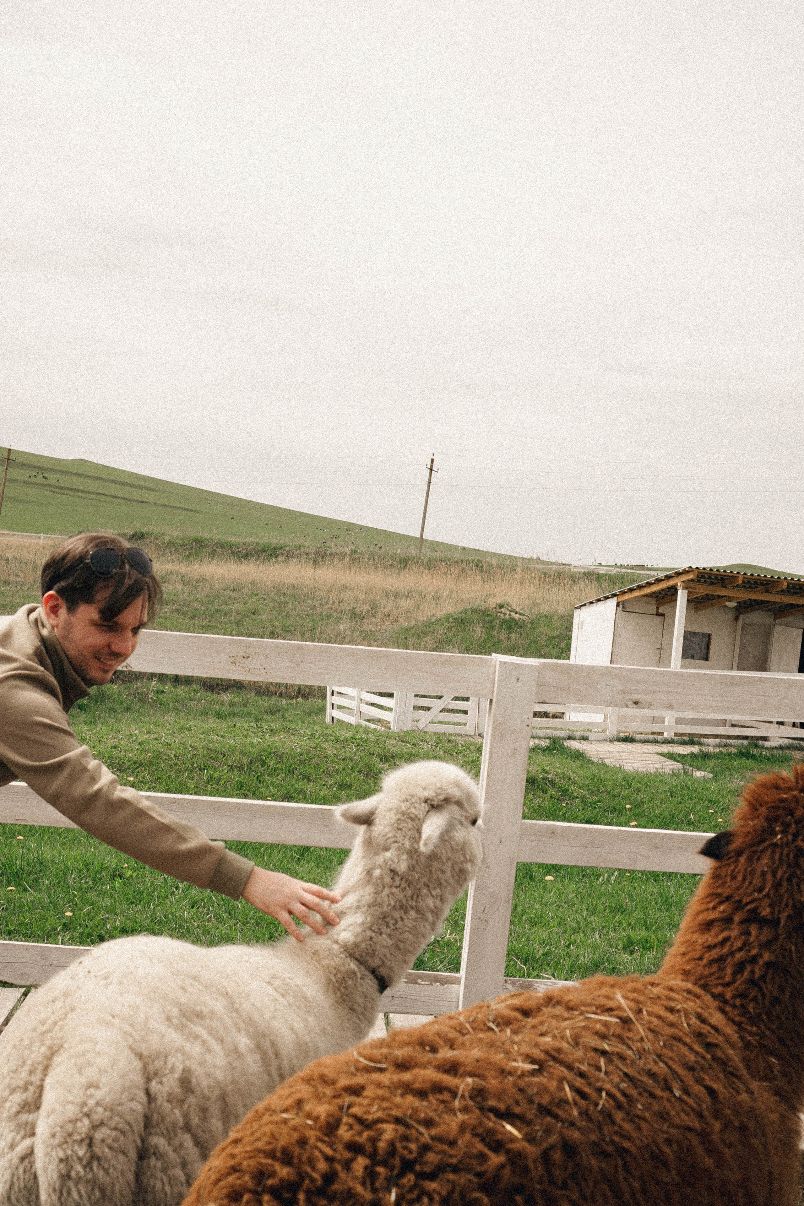 Ферма Альпак. Профессиональный фотограф, Санкт-Петербург — Виктория Богомолова
