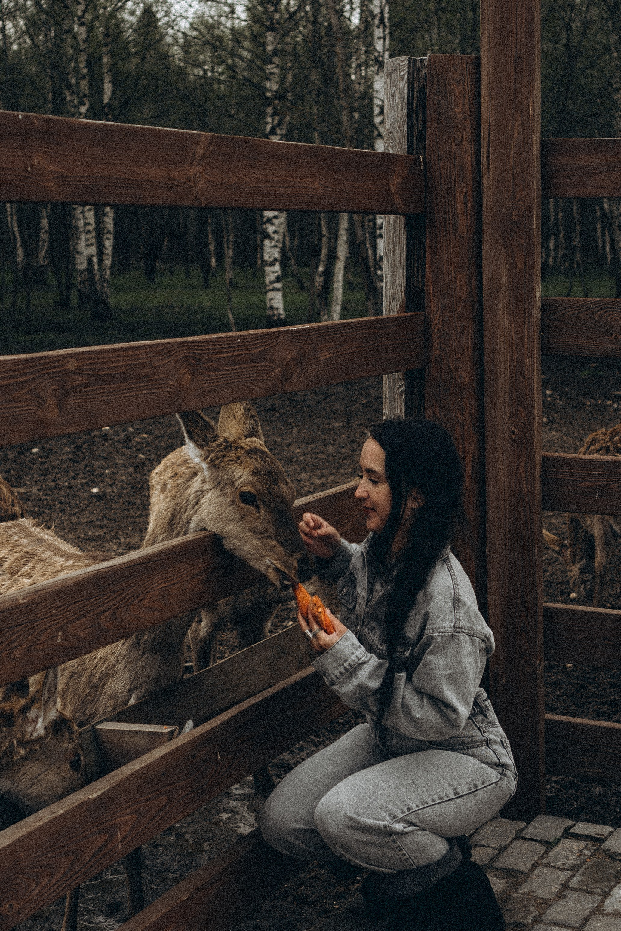 ОЛЕНЬЯ ФЕРМА В ТВЕРИ. Профессиональный фотограф, Санкт-Петербург — Виктория Богомолова