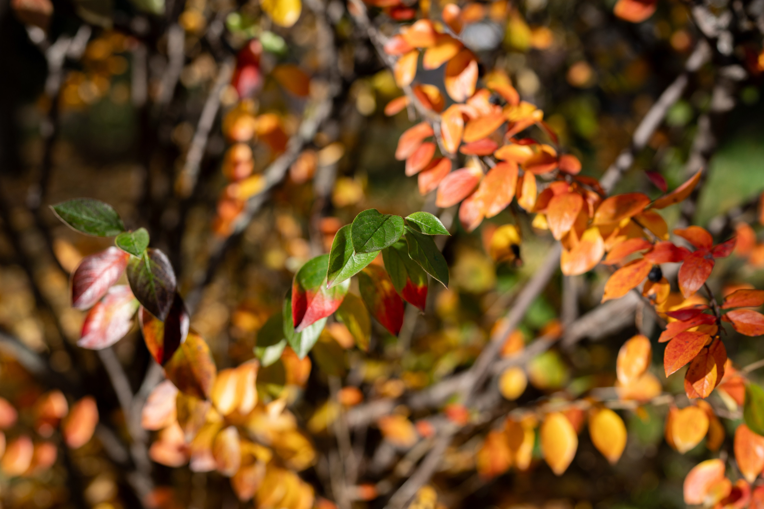 20251012 МГУ. Дмитрий Ремизов. Фотография, как хобби