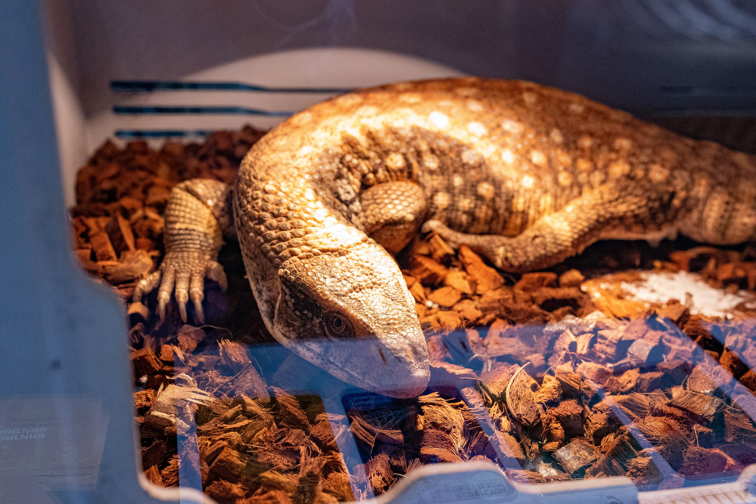 Рептилиум 2024. Александра Куликова фотограф, Москва