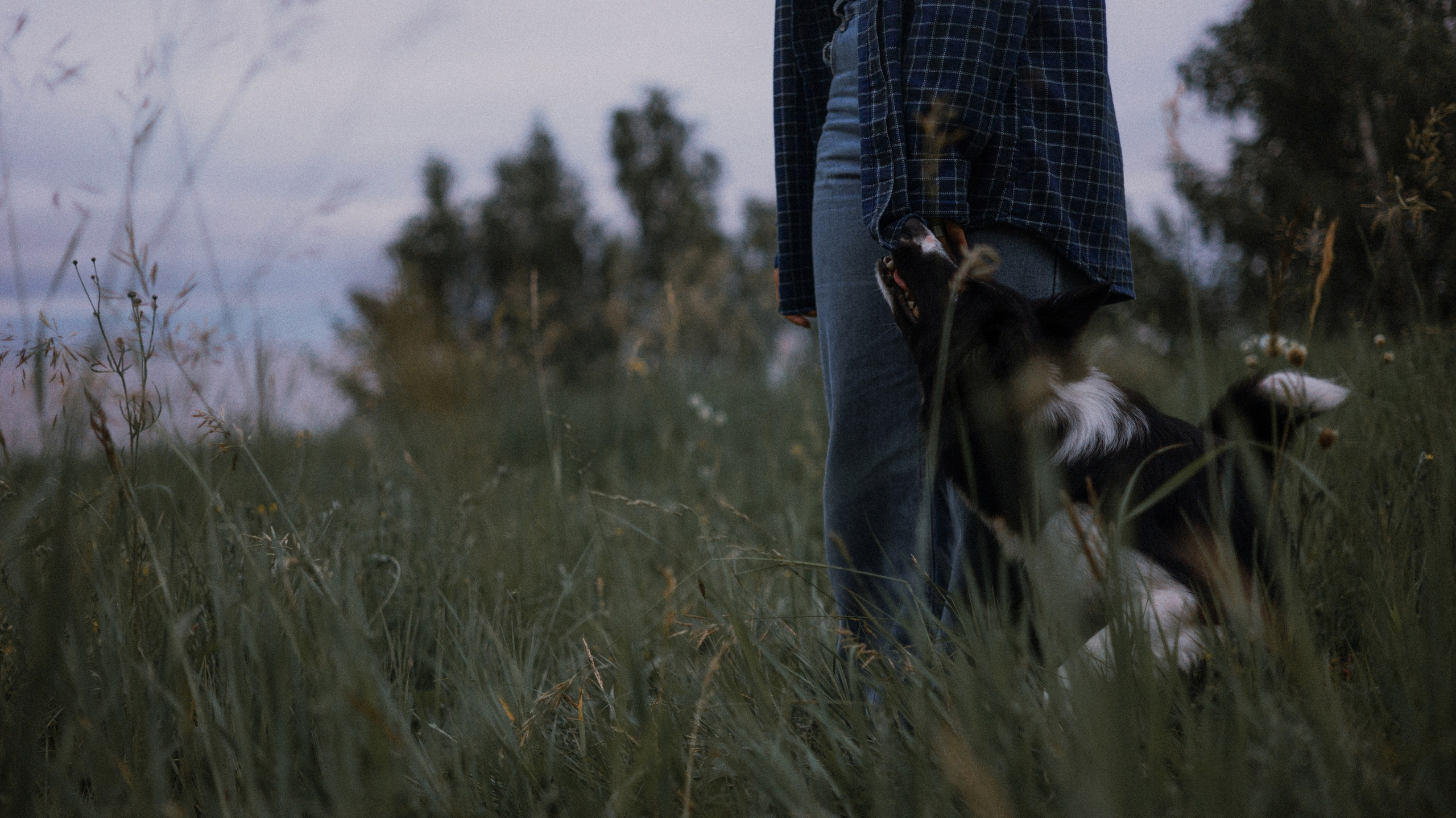 Аделя, Вандер, Шайна и Бая. Фотограф-анималист Богданова Полина