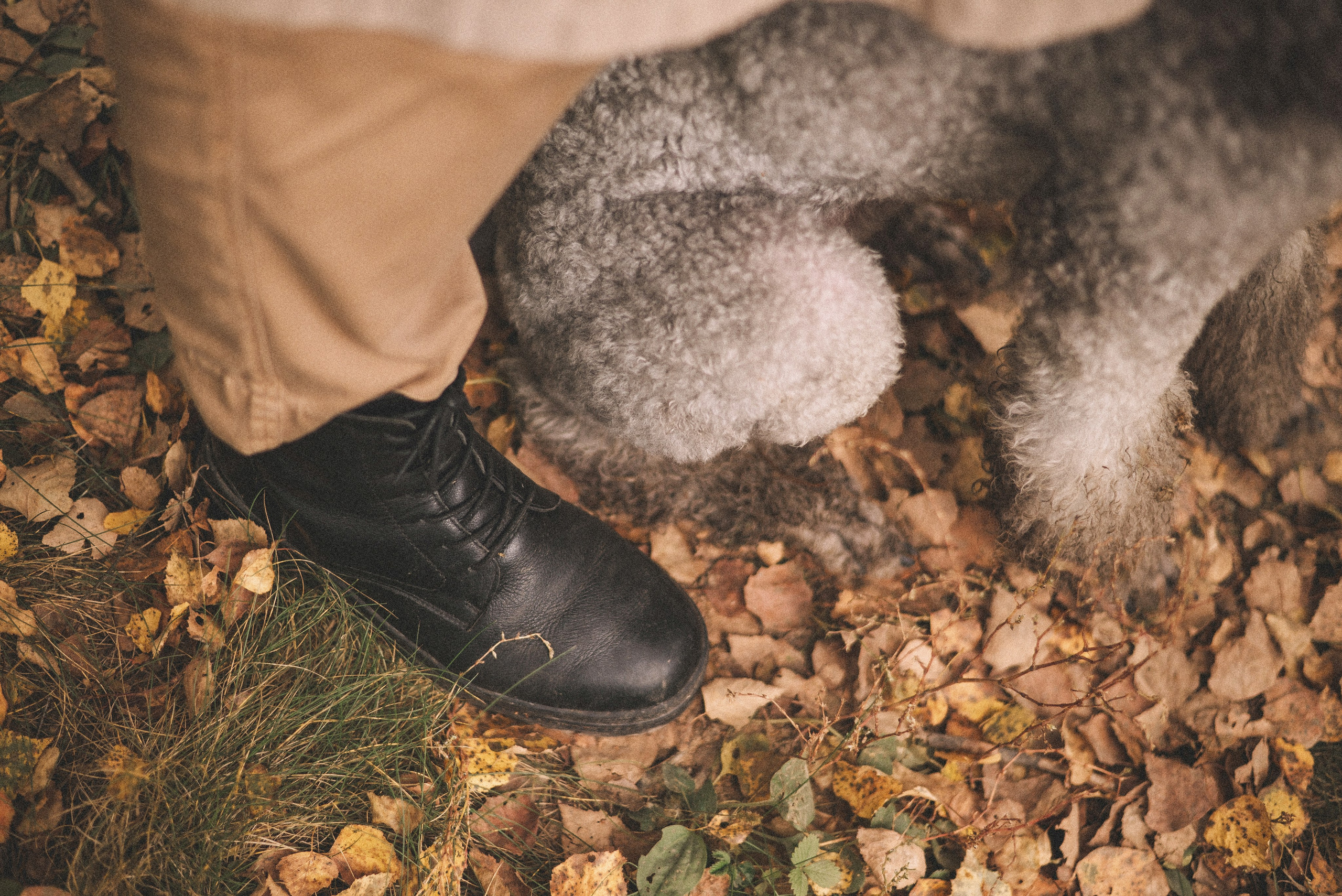 Алёна и Смоки. Фотограф-анималист Богданова Полина