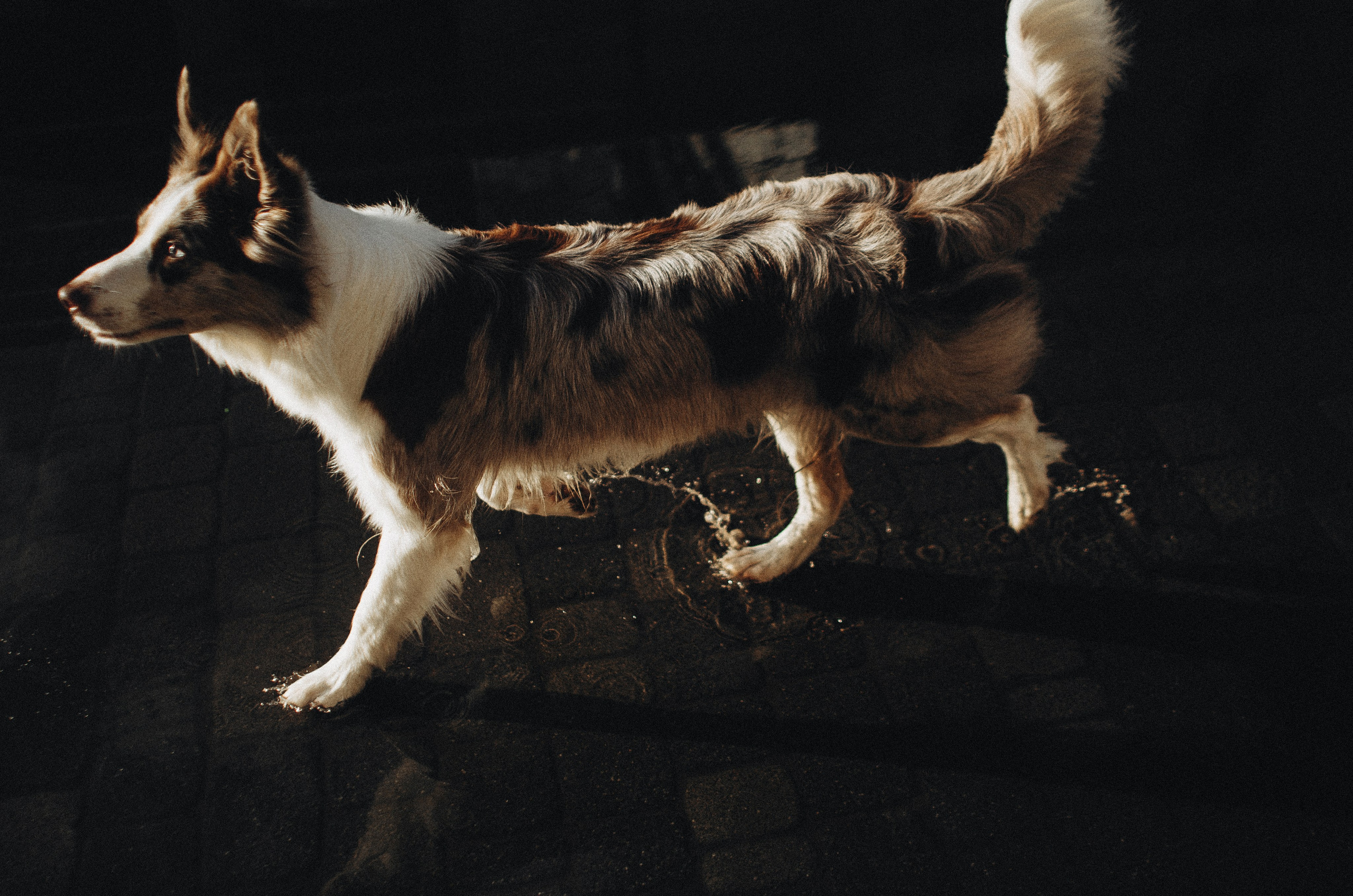 Алина и Бруна. Фотограф-анималист Богданова Полина