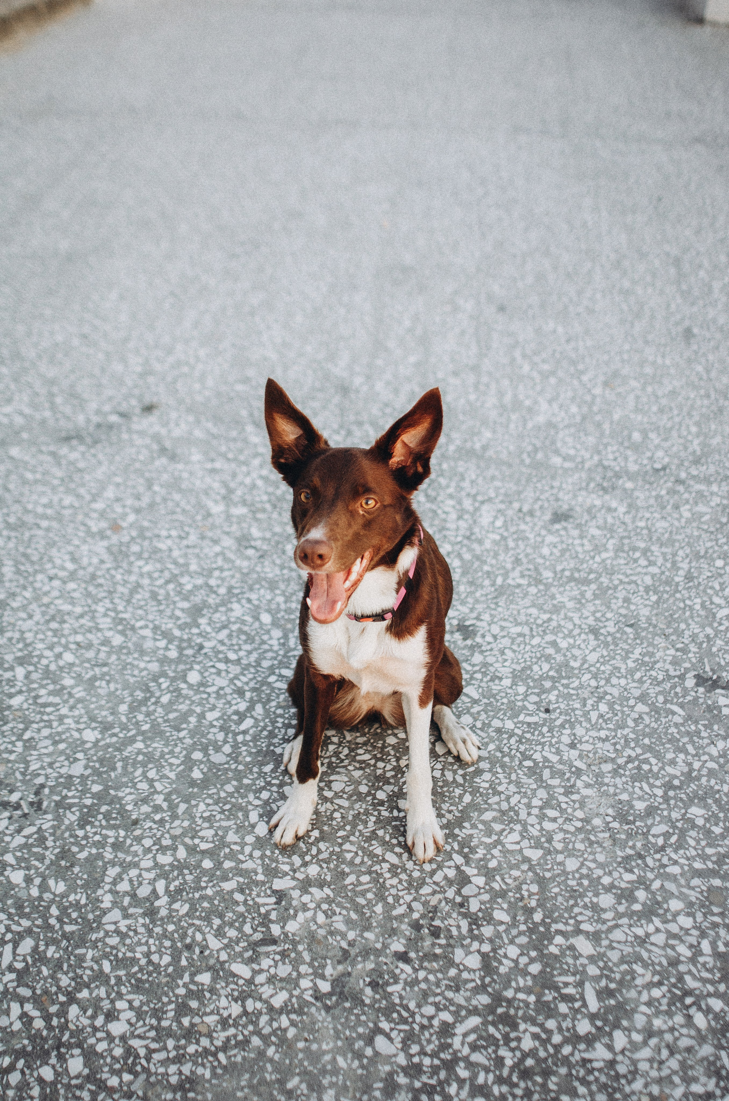 Вика и Эсса. Фотограф-анималист Богданова Полина
