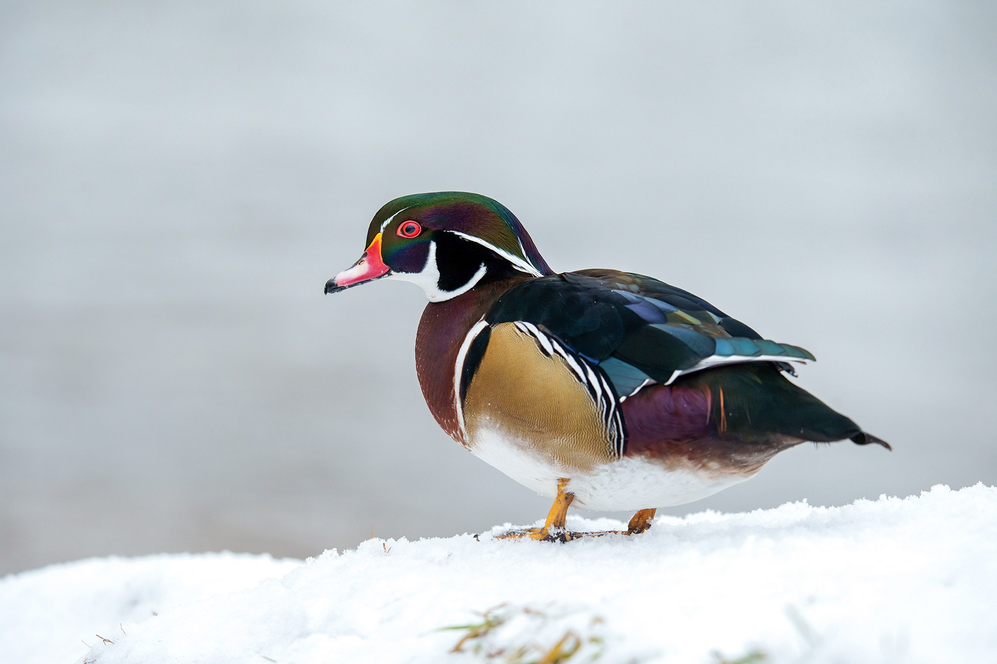 Удивительные мир птиц. Вокруг нас столько прекрасного — присмотритесь!. Ваш личный фотограф Марина Волкова