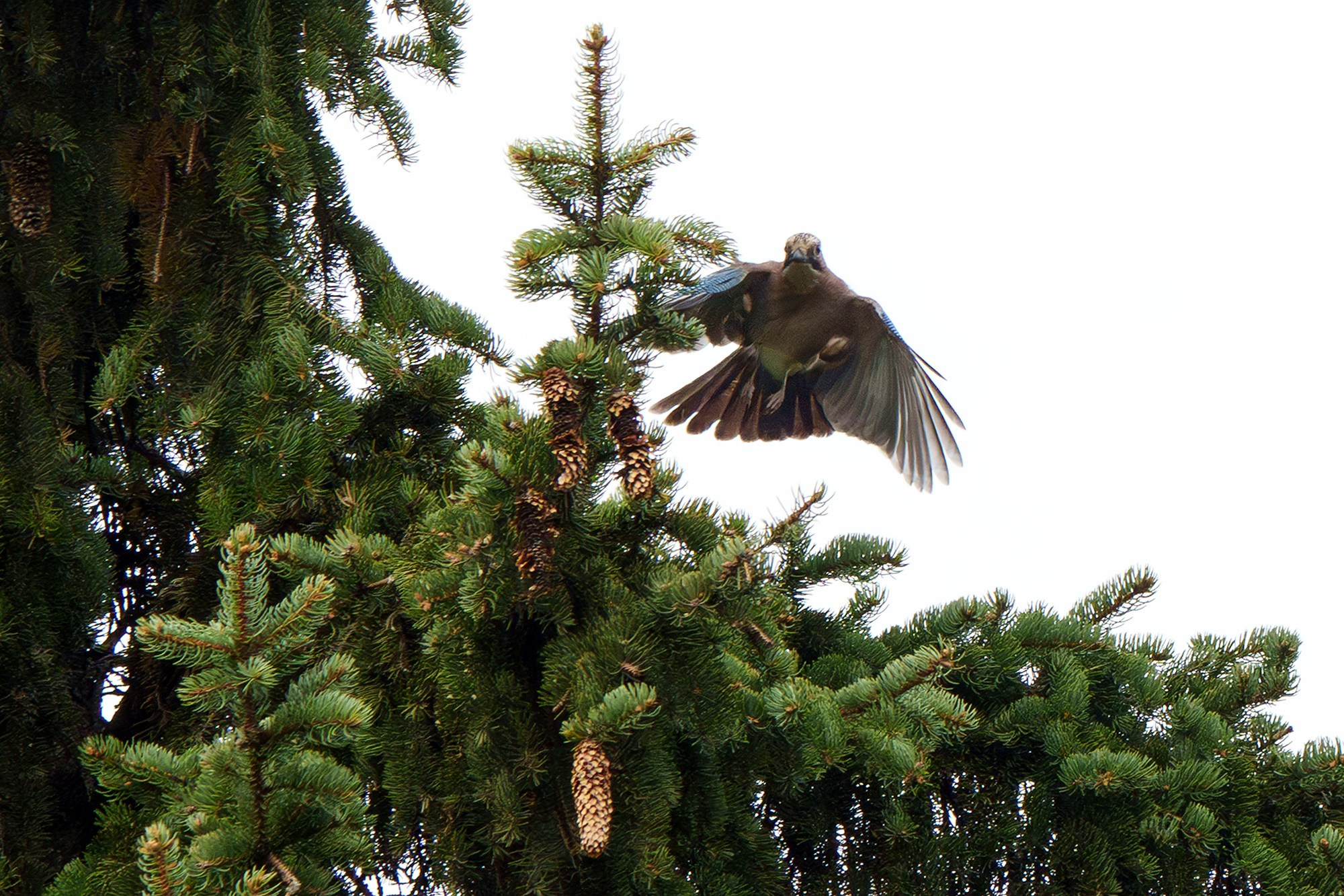 Удивительные мир птиц. Вокруг нас столько прекрасного — присмотритесь!. Ваш личный фотограф Марина Волкова