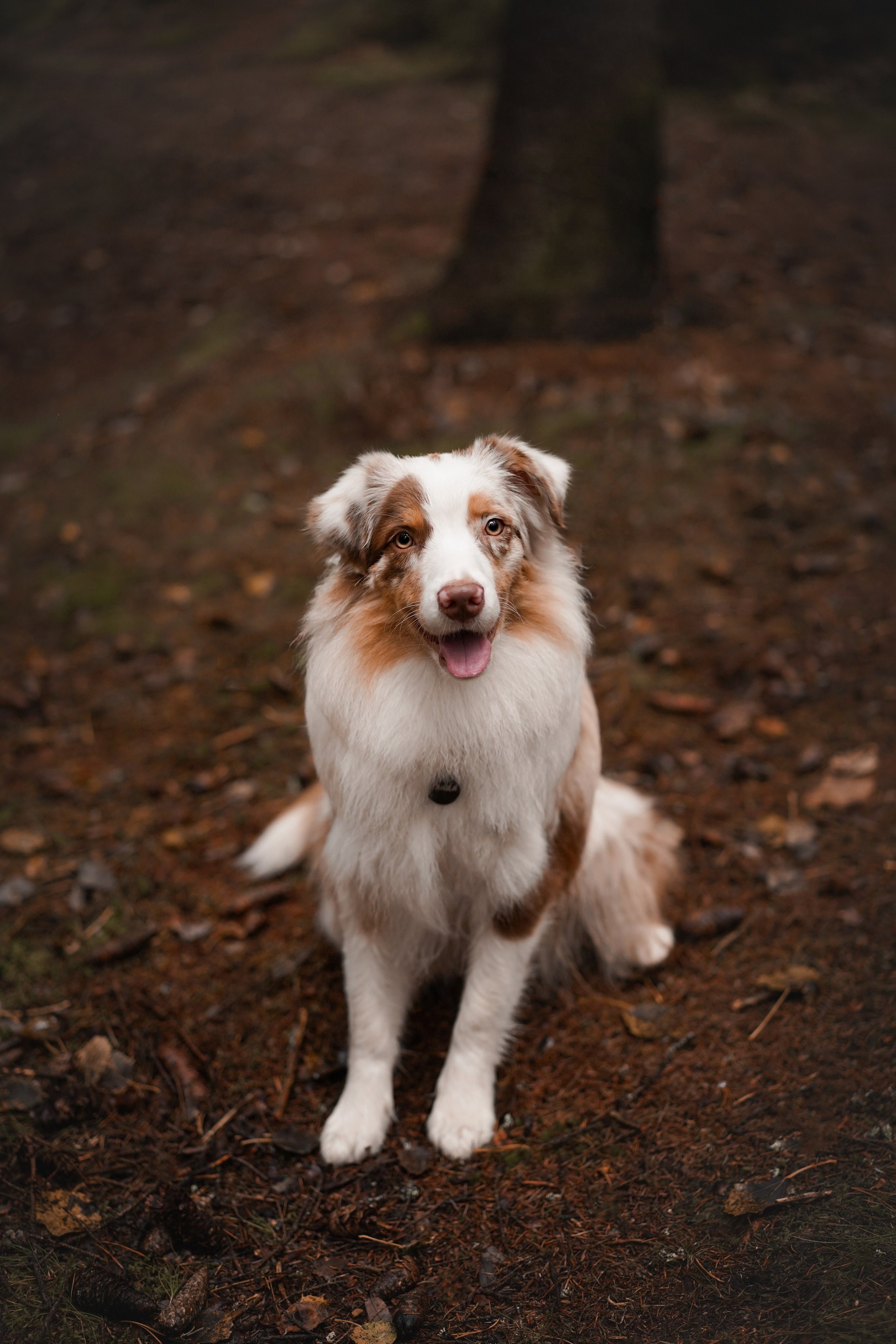Аусси Хэллоуин 24. Фотограф-анималист в Санкт-Петербурге Яна Мартынова
