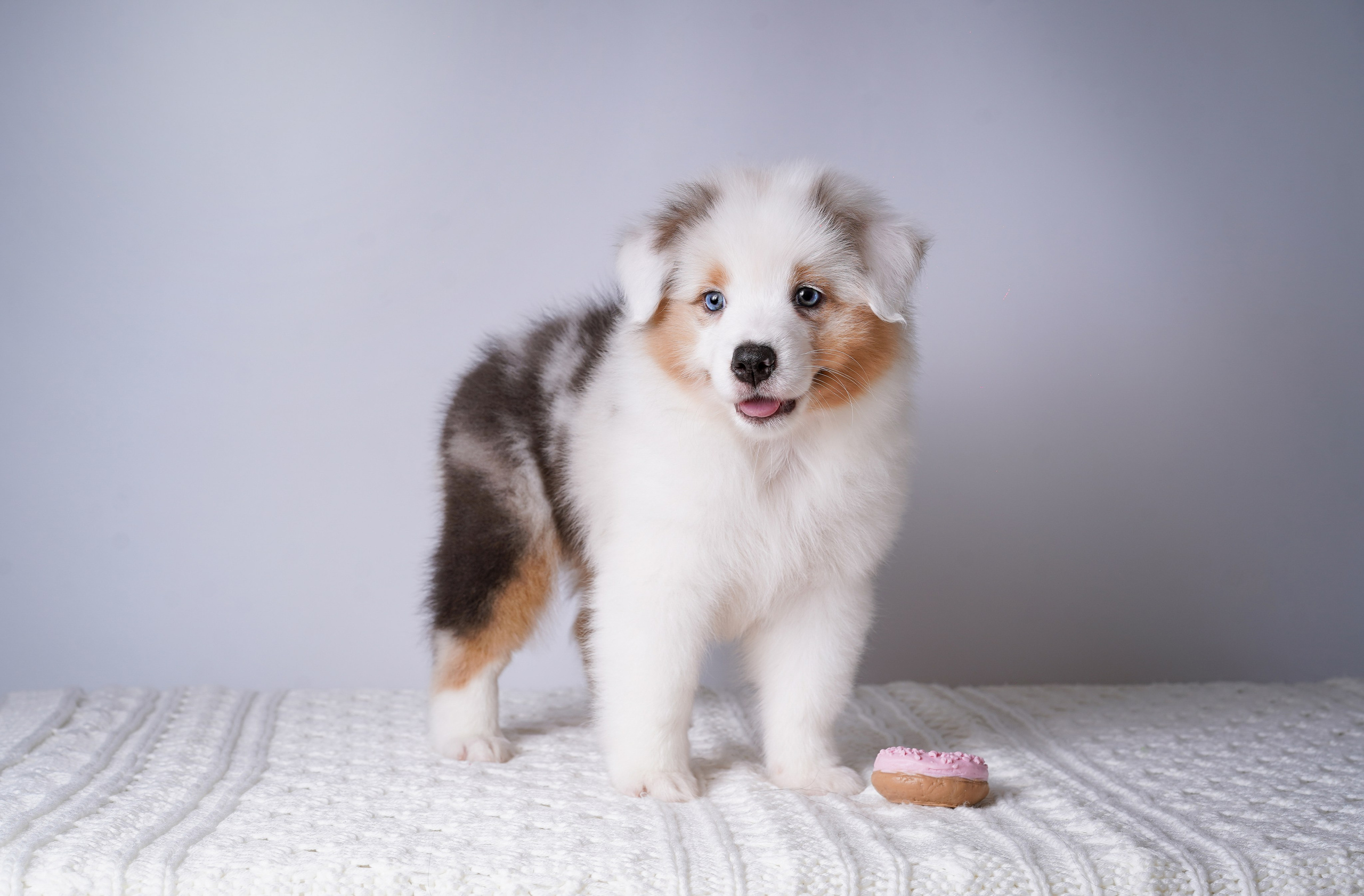 Щенки аусси. Фотограф-анималист в Санкт-Петербурге Яна Мартынова