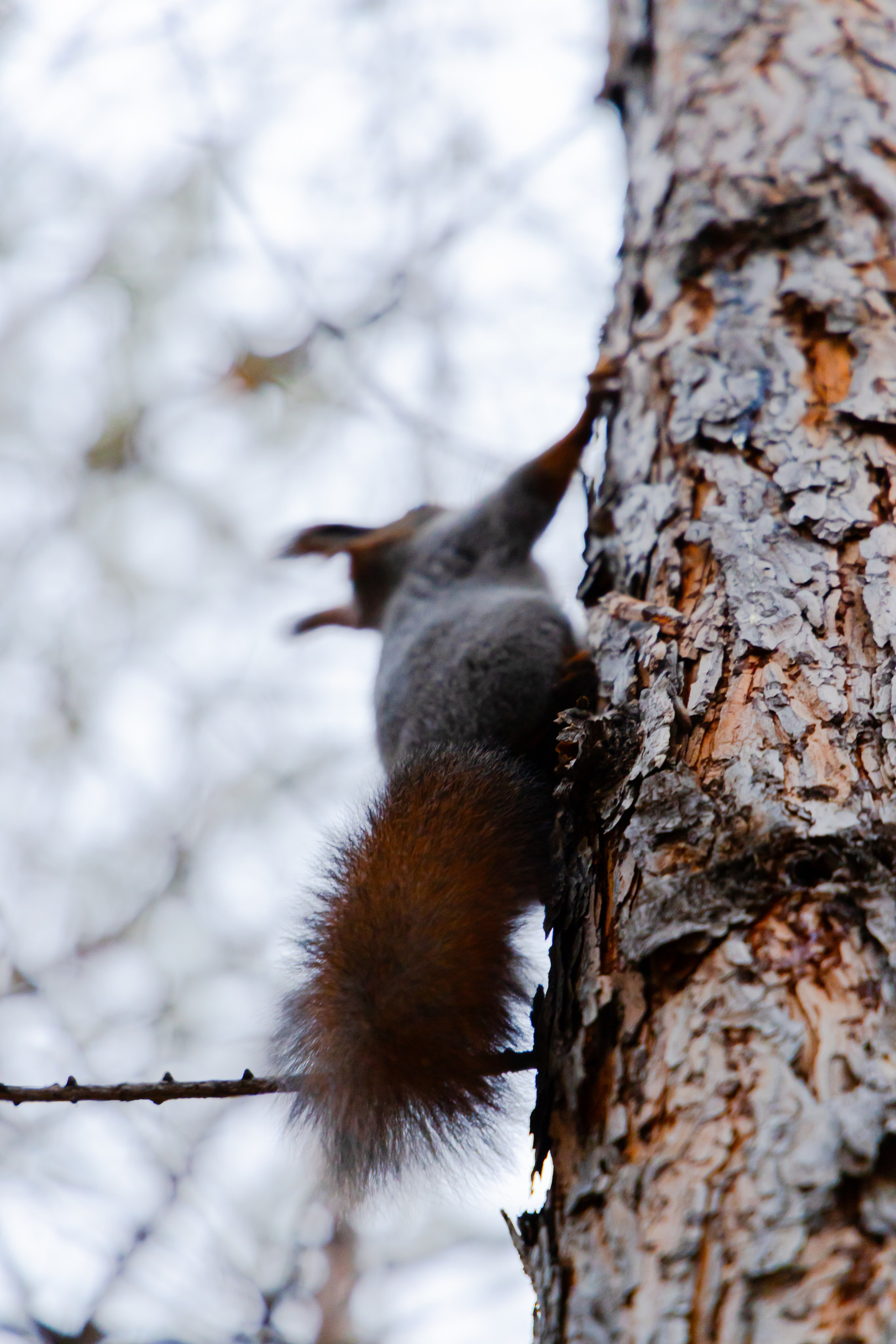 Осень в Сибири 24 год. Фотограф Братск Юлий Дежин
