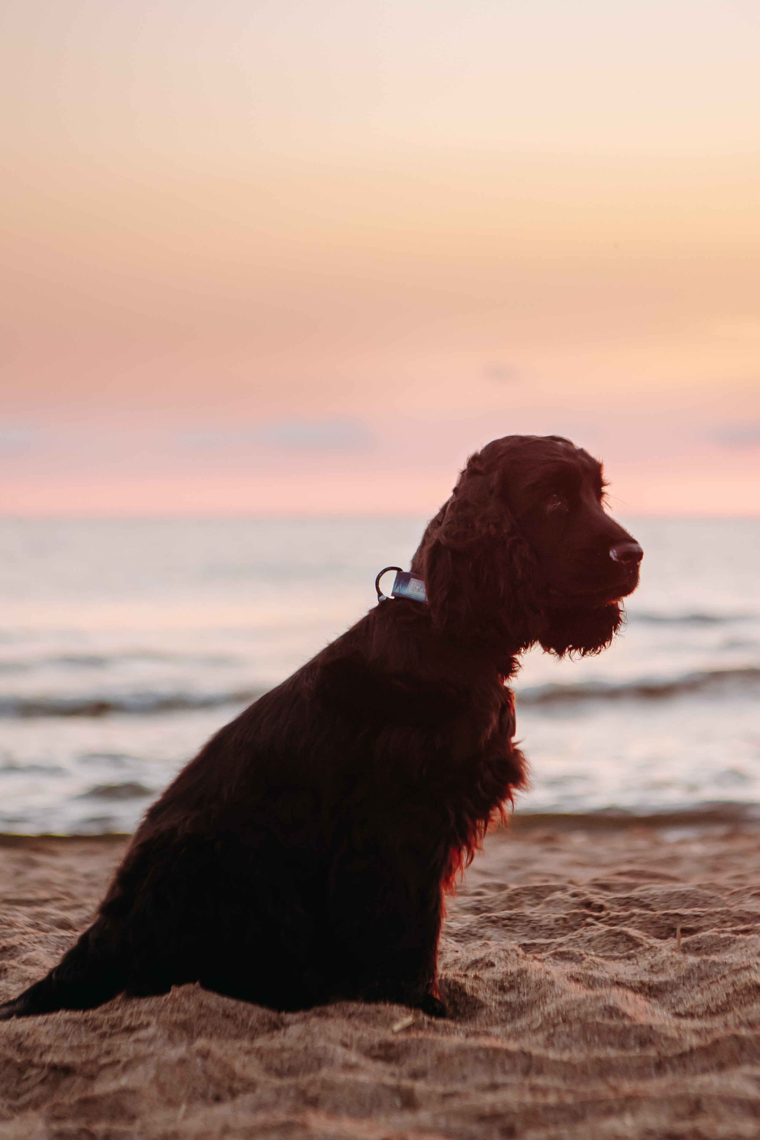 Три поколения. Фотограф-анималист в Санкт-Петербурге Алина Яхонт