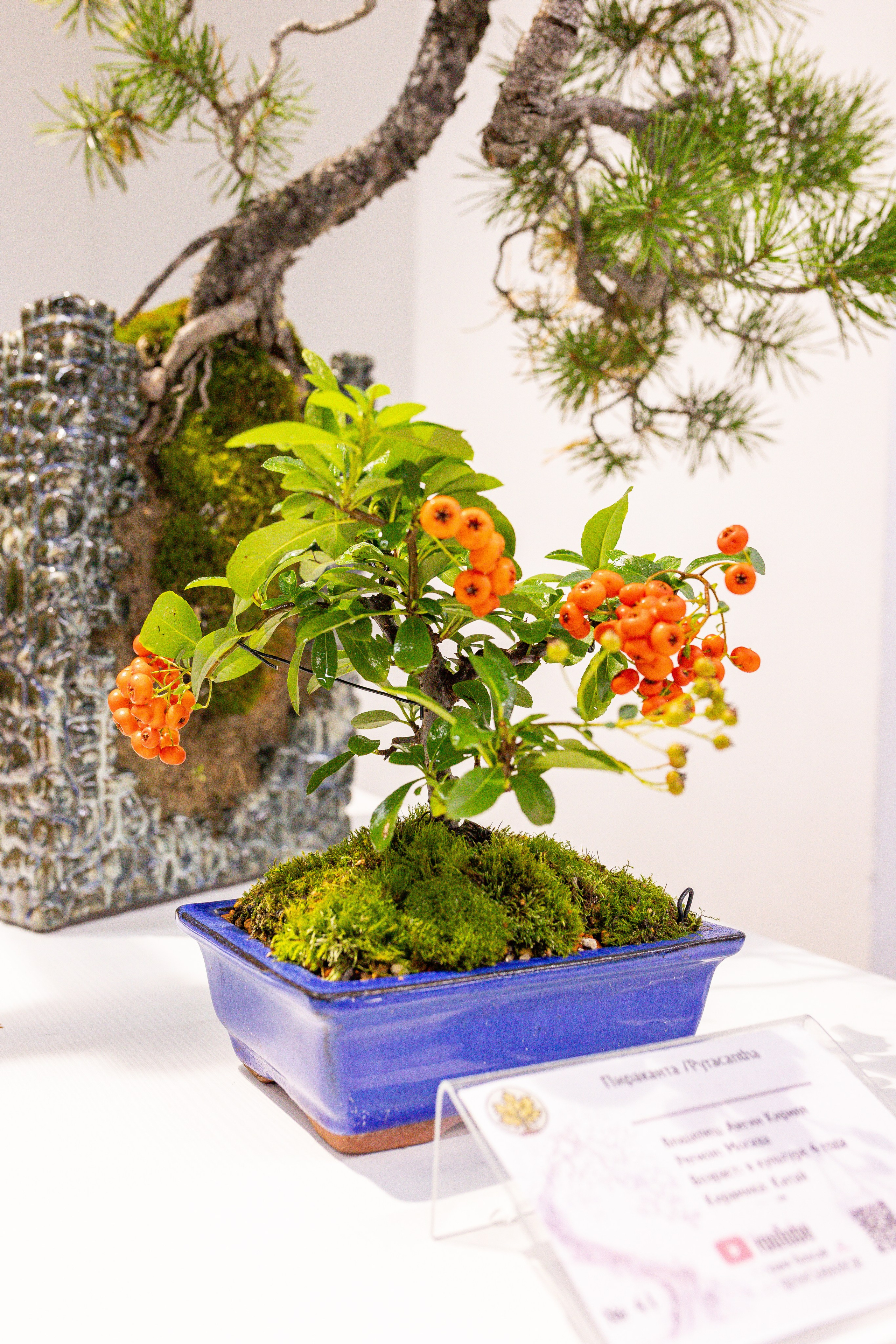 Орхидиум сентябрь 2025. Александра Куликова фотограф, Москва