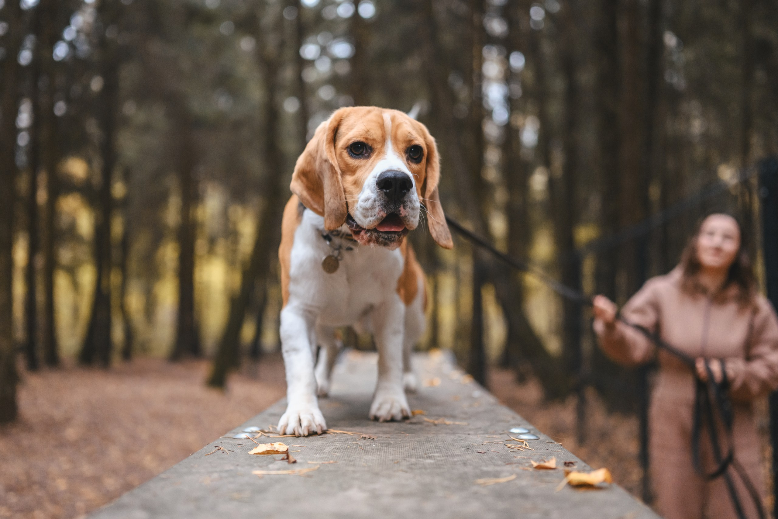 Наталья и Бока. Фотограф Анималист в Москве Анастасия Жучкова