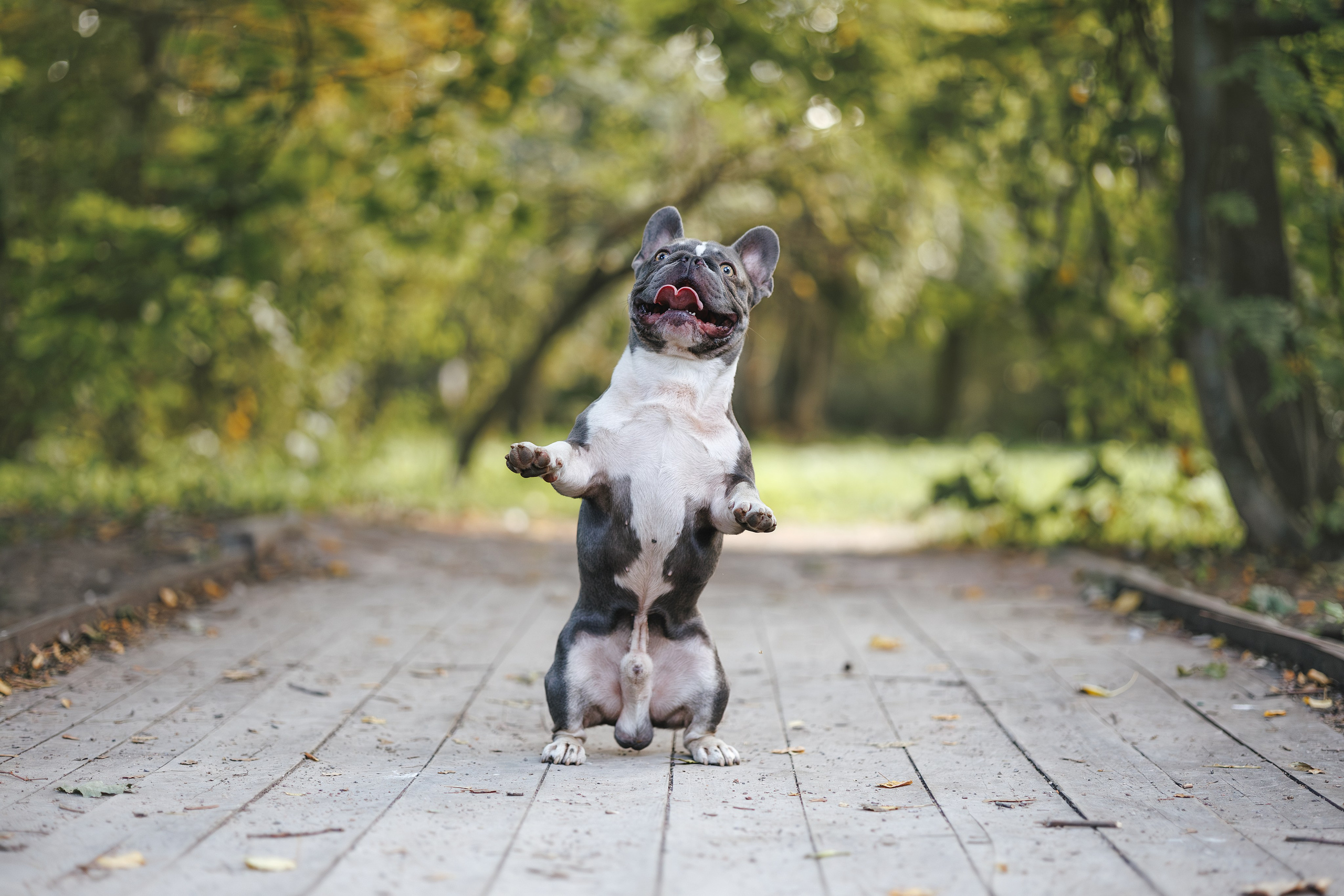 Французский Бульдог в Воронцовском парке (в обработке). Фотограф Анималист в Москве Анастасия Жучкова