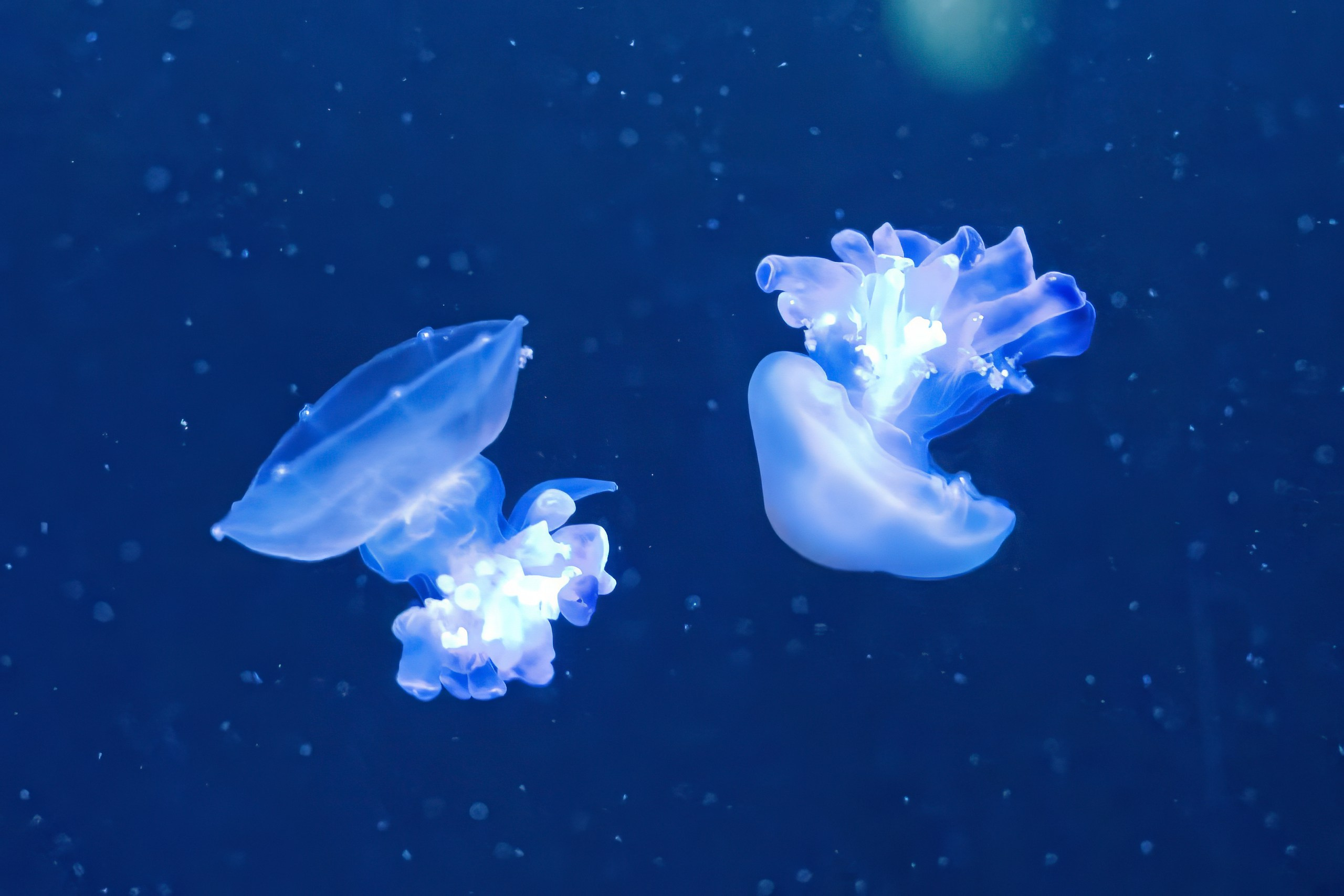 Зоопарк. Photomantis