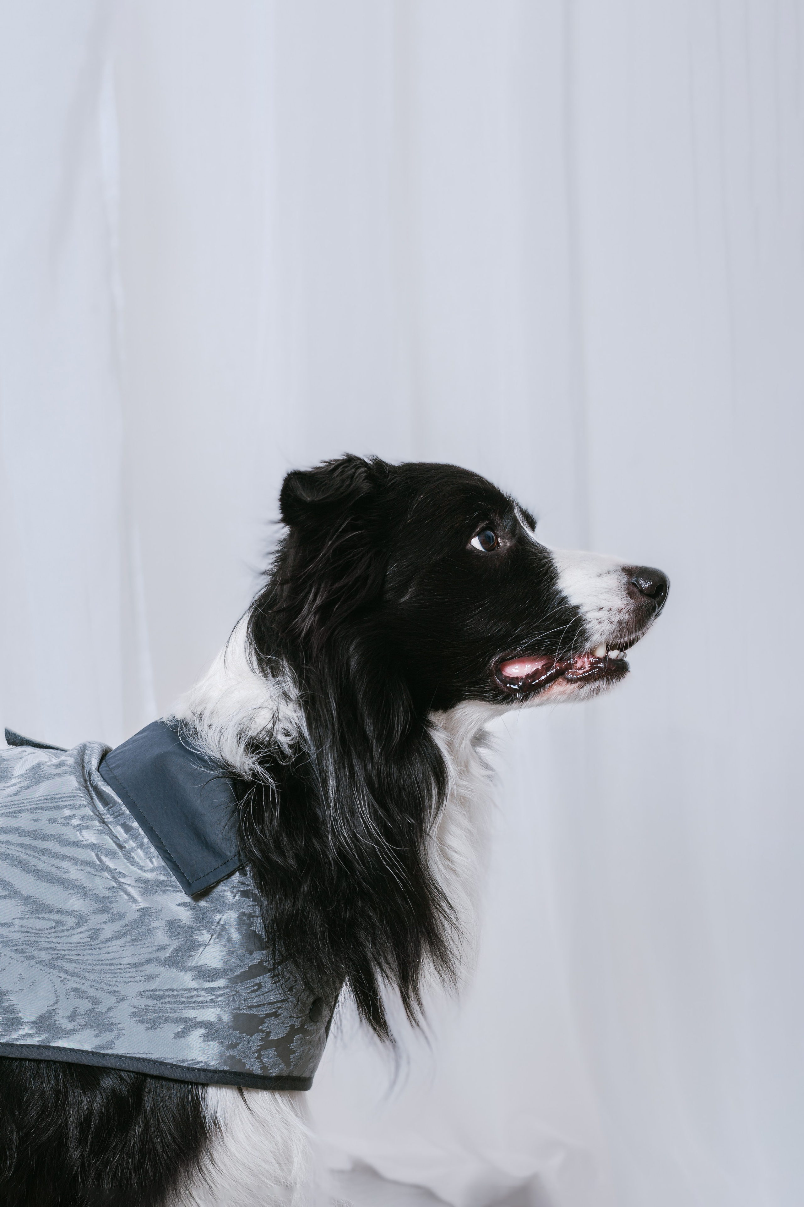 Съемка для бренда TEDDYBOY. Фотограф-анималист Татьяна Степанова