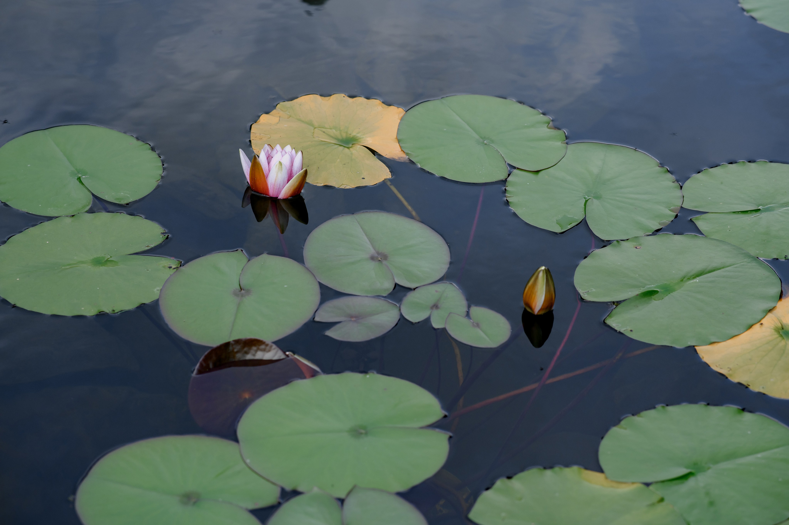 Свадебный фотограф. Свадебный и репортажный фотограф в Сочи и Краснодаре Сергей Грин